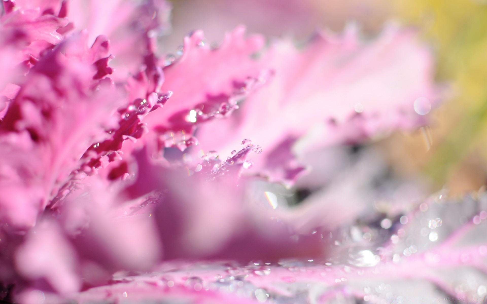 macro nature flower leaf flora outdoors bright color summer dew water blur dof garden rain winter