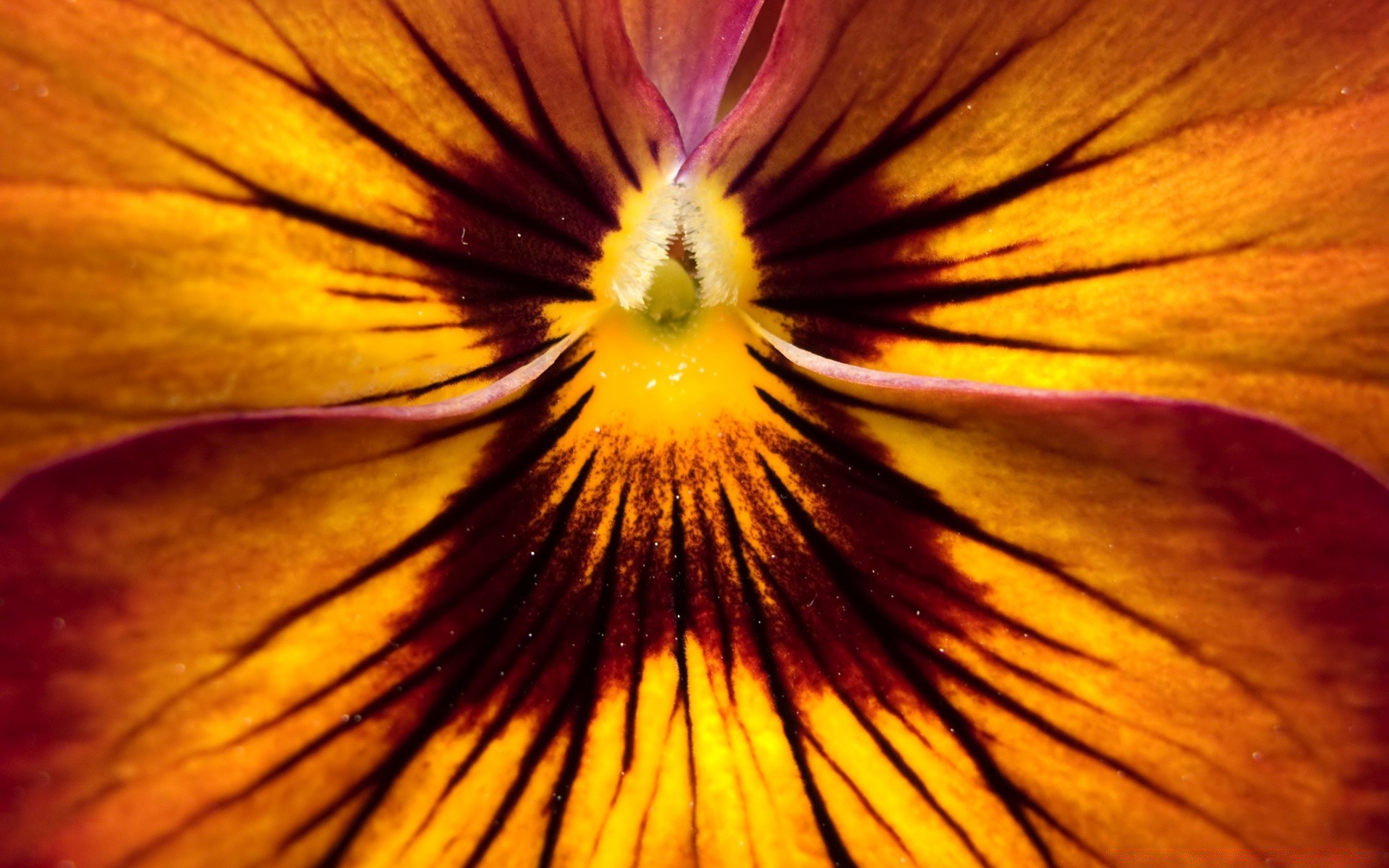 macro flower nature color bright blur