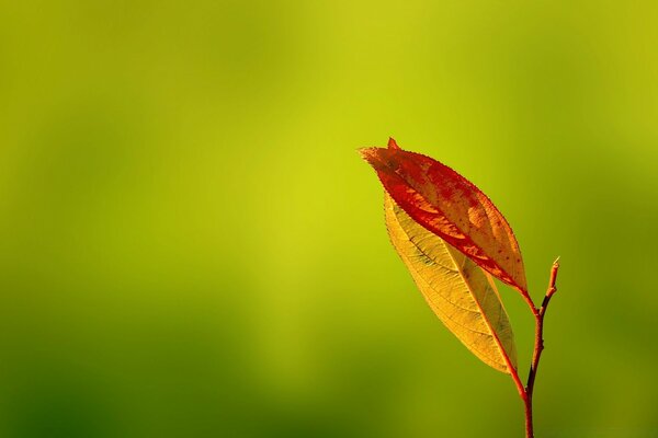 Two autumn leaves on a twig on a green background