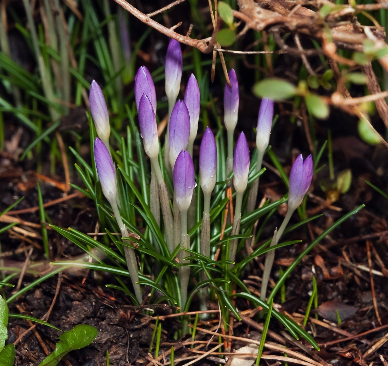 spring crocus flower nature flora grass early floral leaf easter garden blooming saffron season petal park growth ground close-up springtime outdoors