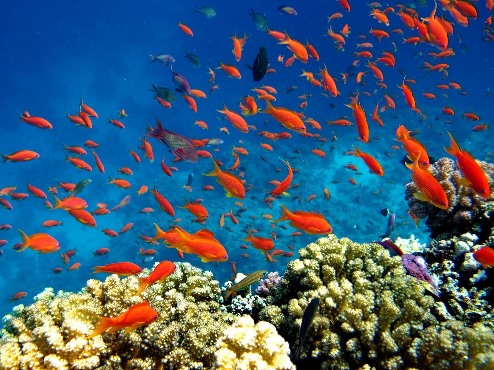 a fish shoal underwater fish coral reef ocean sea marine tropical aquarium water ecosystem swimming aquatic diving scuba saltwater exotic school nature wildlife