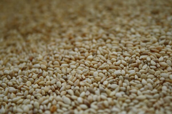 Macro photography yellow wheat seeds