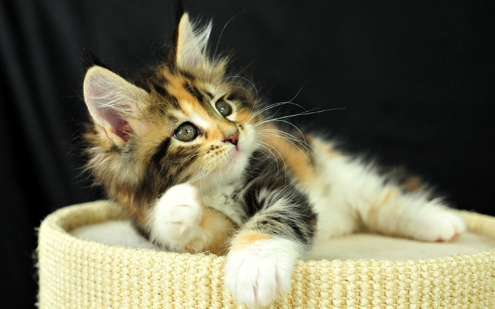 cats cat kitten pet cute fur mammal downy animal domestic little baby young portrait eye