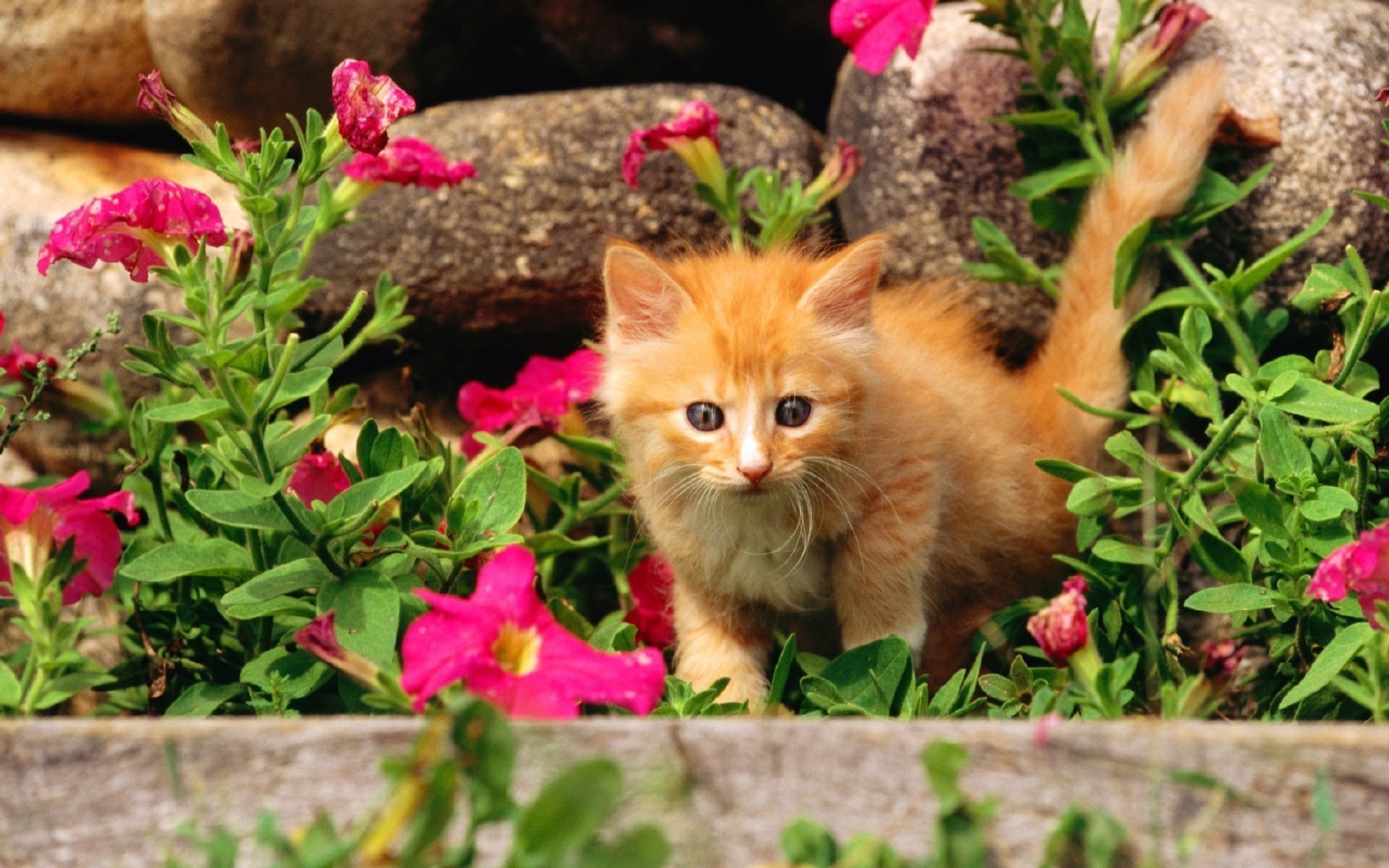 cats nature flower garden flora summer little cute outdoors leaf