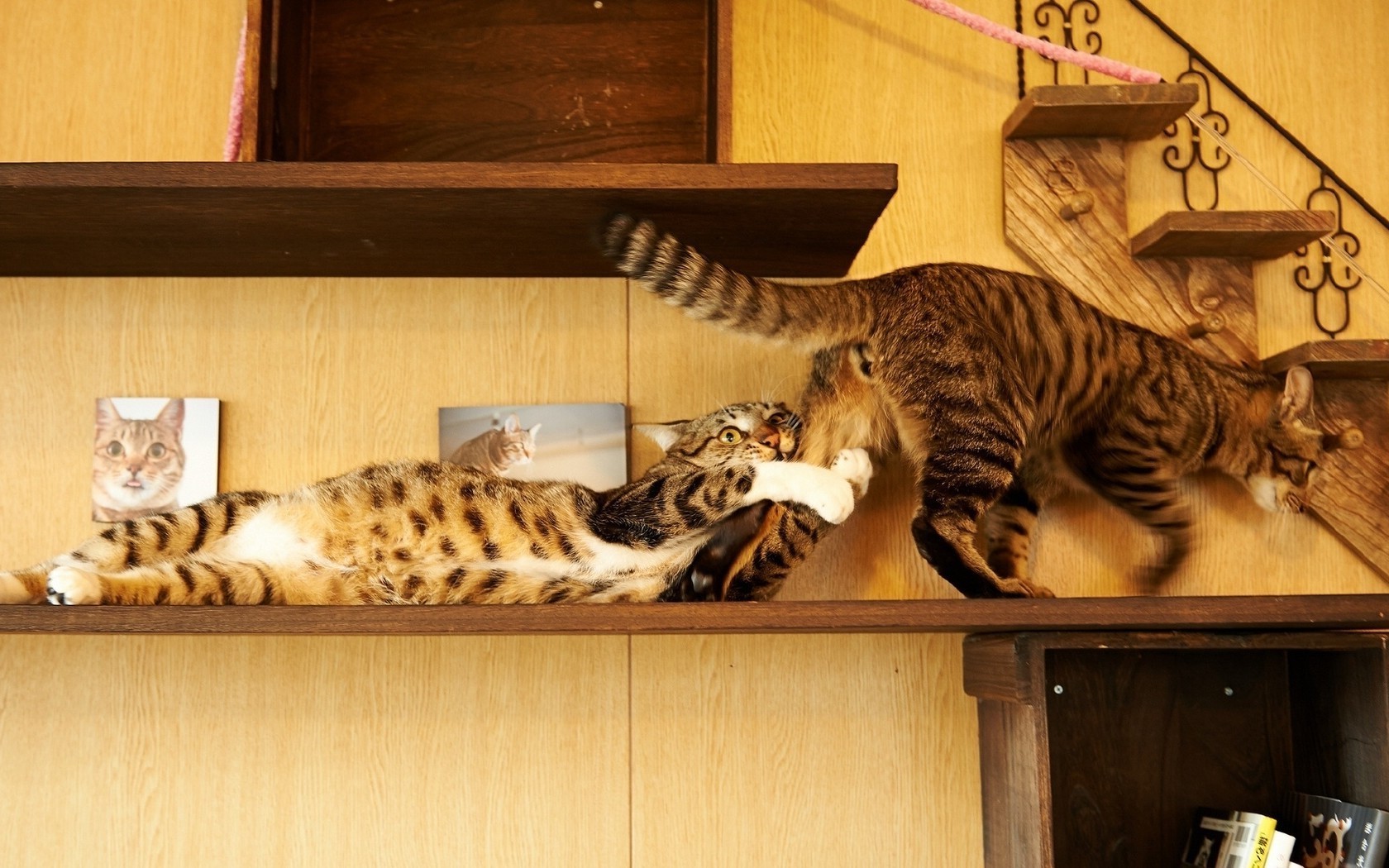 cats cat mammal one kitten furniture portrait pet indoors animal room cute