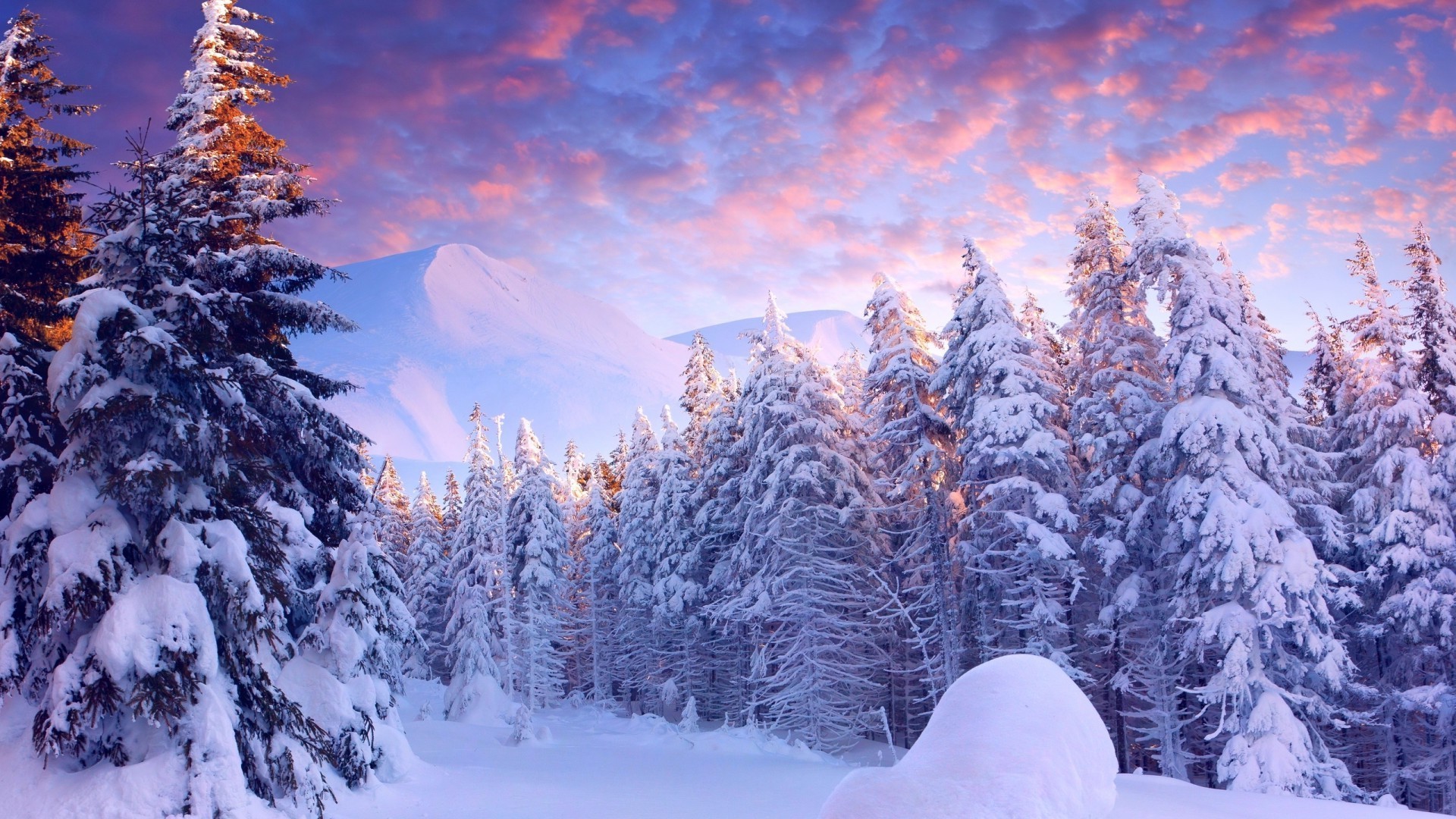 winter snow cold frost wood season fir frozen scenic mountain evergreen tree spruce landscape pine ice snowy christmas weather conifer