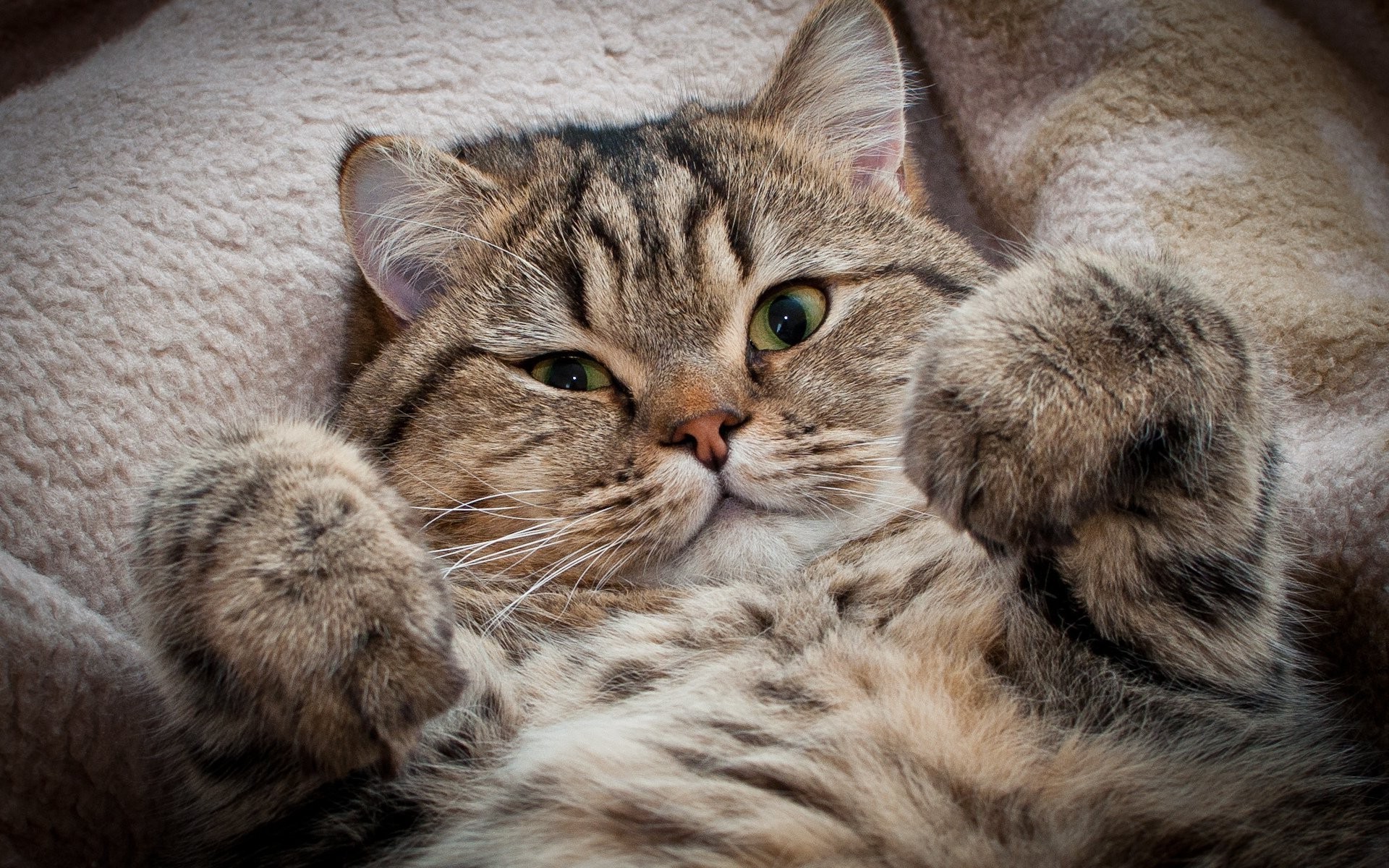 cats cat animal cute pet mammal portrait fur domestic kitten little