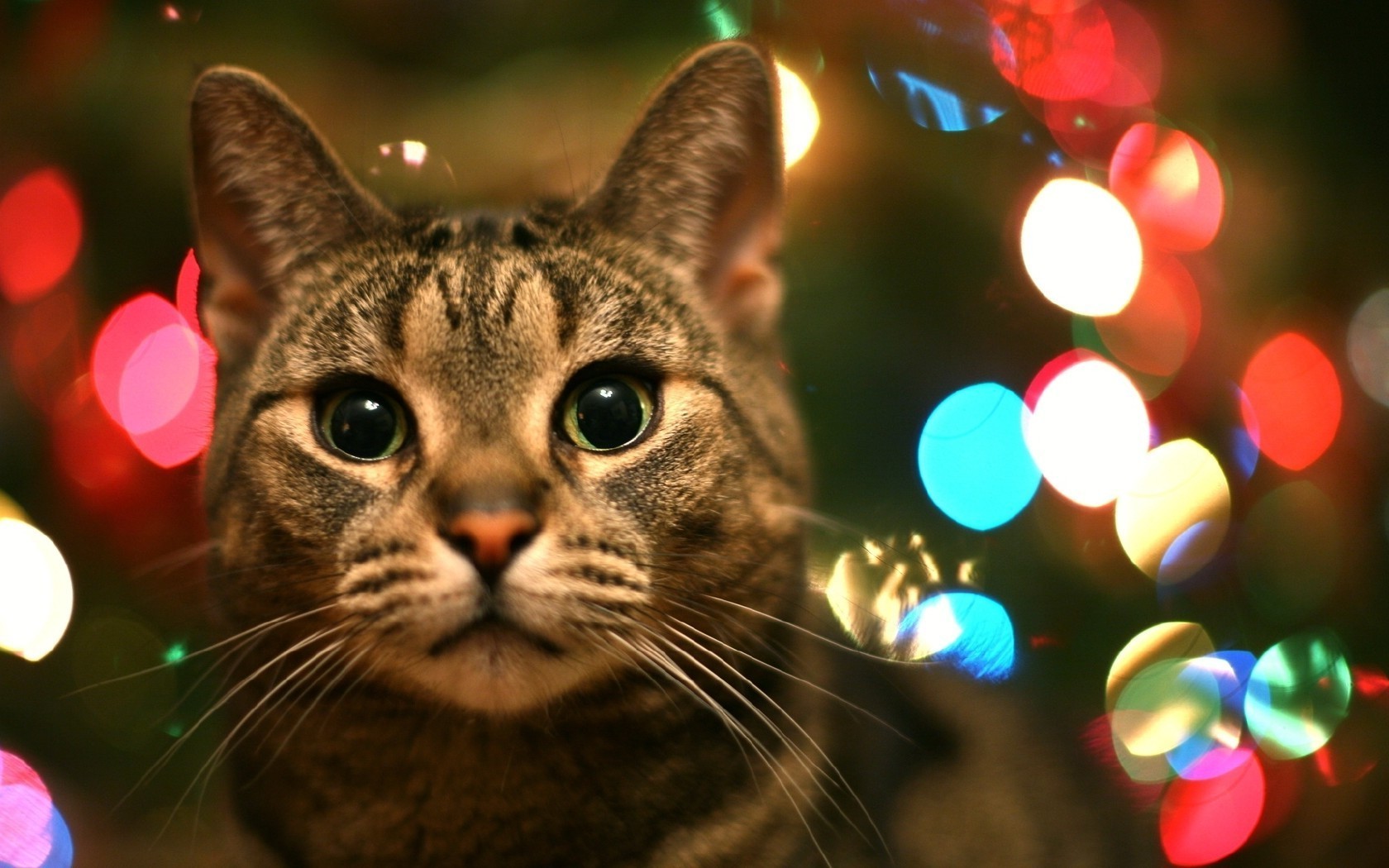 cats christmas