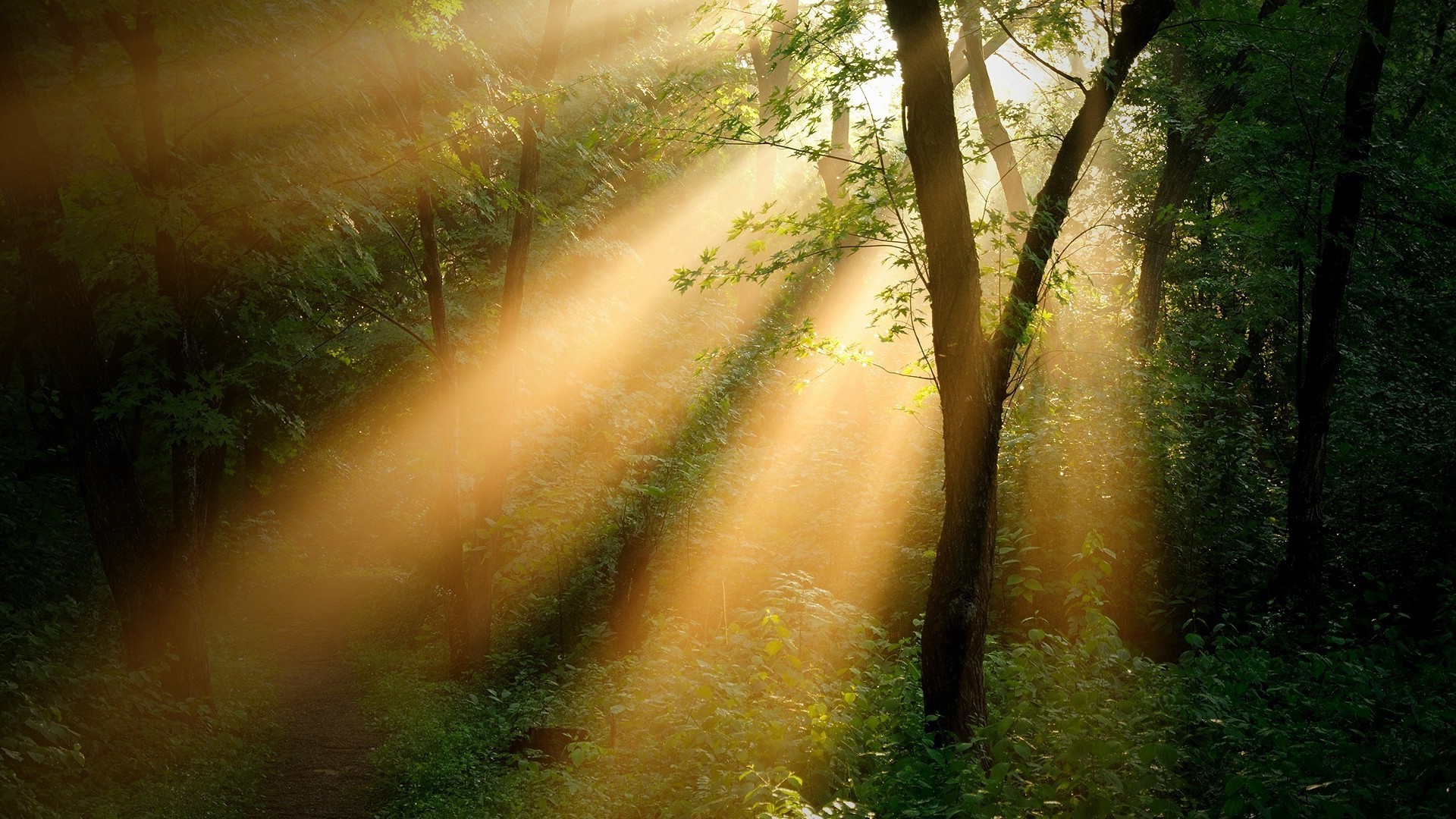 the sunset and sunrise wood nature dawn fog fall mist leaf tree landscape light sun outdoors moss
