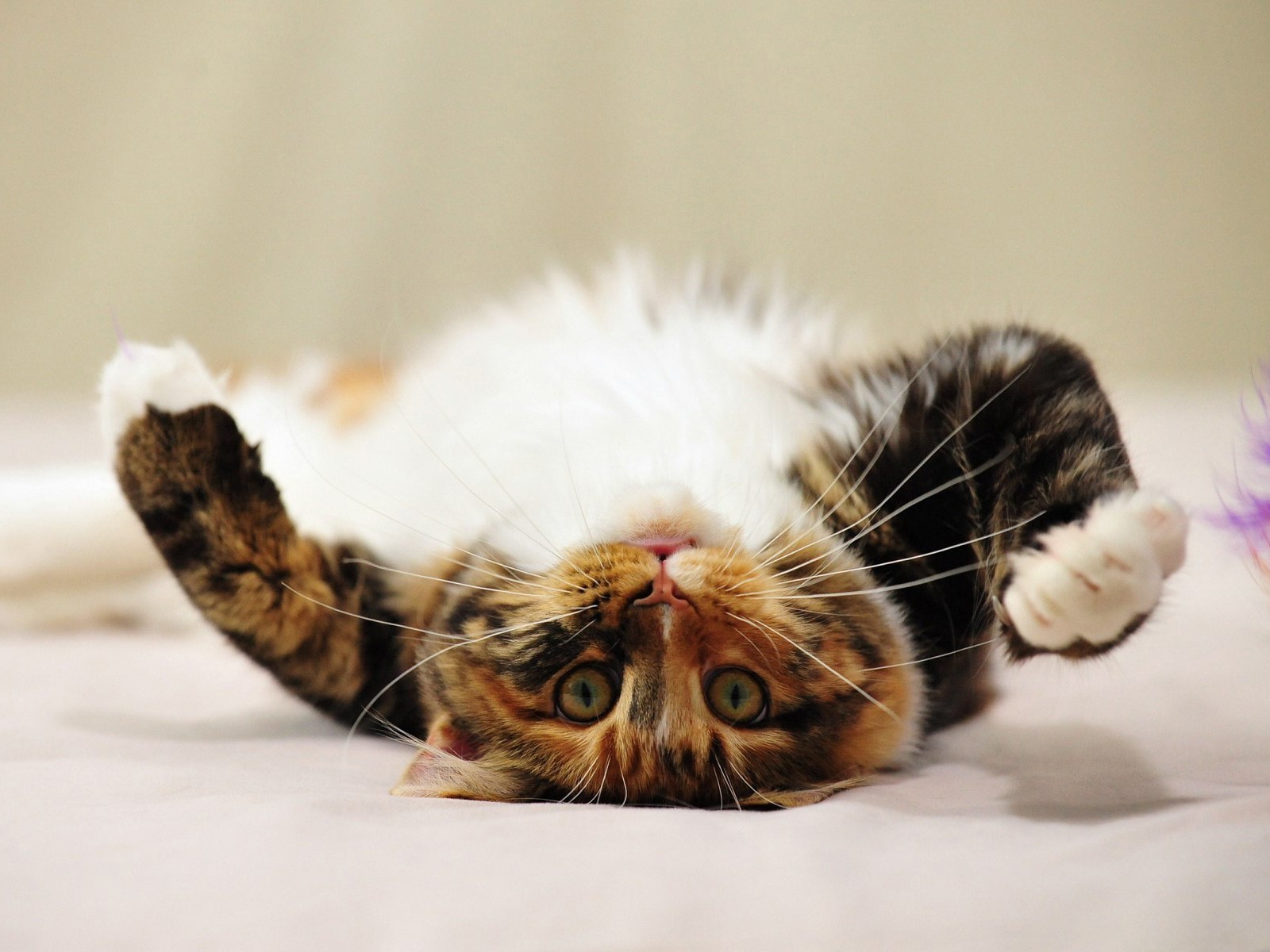 cats cat kitten pet cute portrait mammal animal baby sleep downy domestic one fur eye little looking