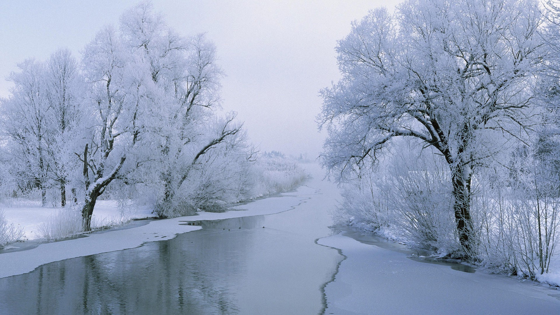 winter snow cold frost frozen weather landscape ice tree wood season fog frosty nature scenic snowstorm snow-white icy branch