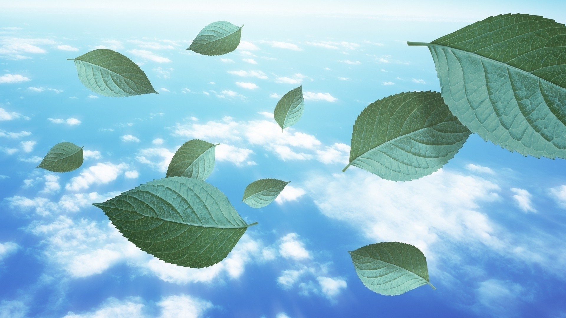 landscapes leaf nature tree flora sky growth outdoors summer