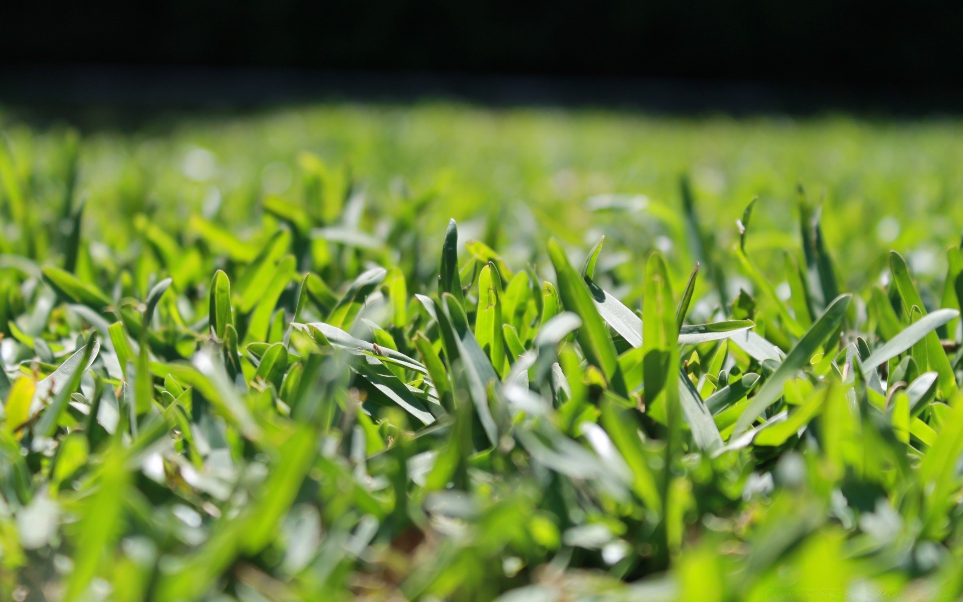 macro grass flora field leaf garden lawn hayfield growth yard nature summer environment soil lush farm season turf freshness blade rural
