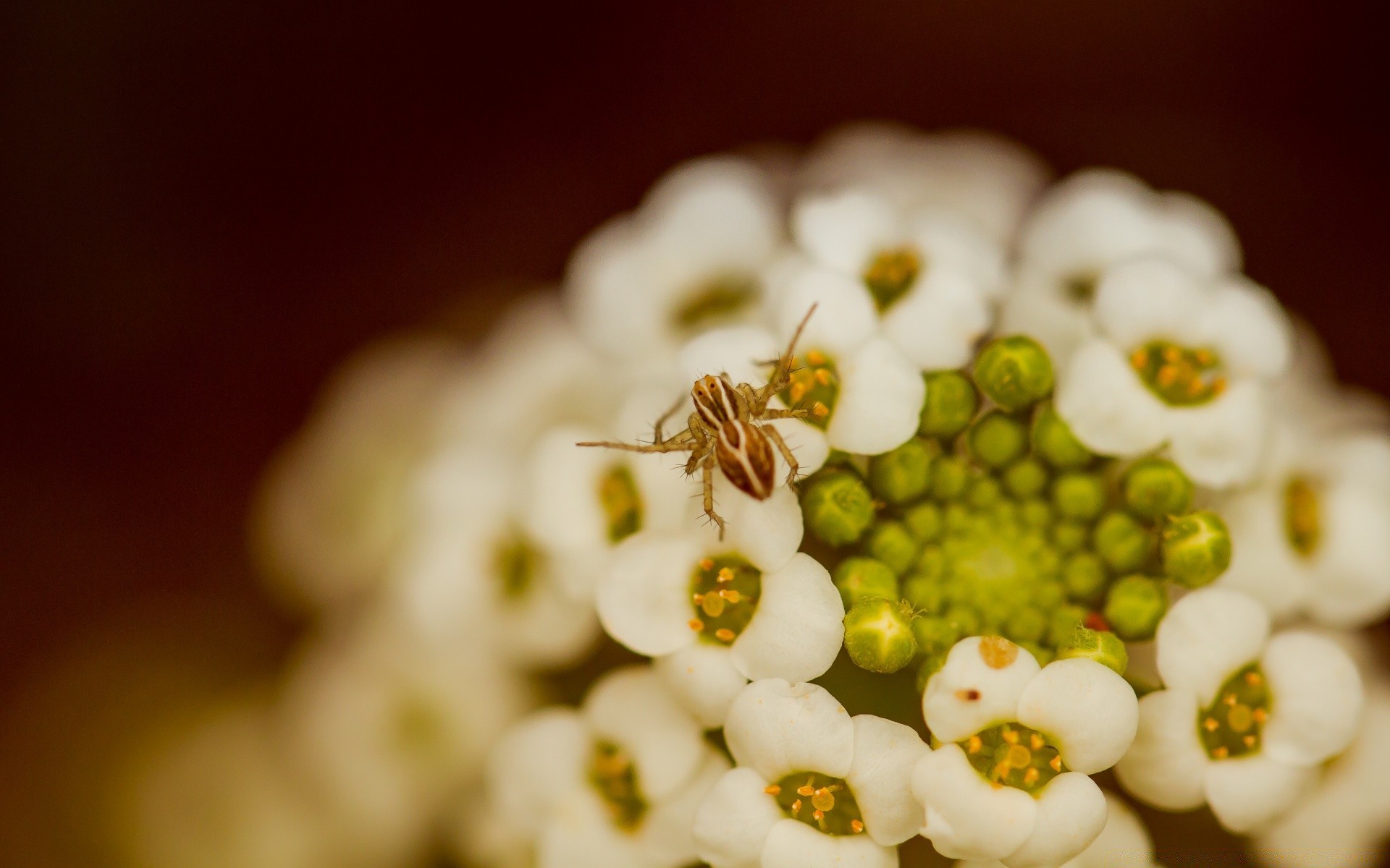 macro flower nature decoration color flora still life blur leaf beautiful wedding desktop garden floral close-up summer