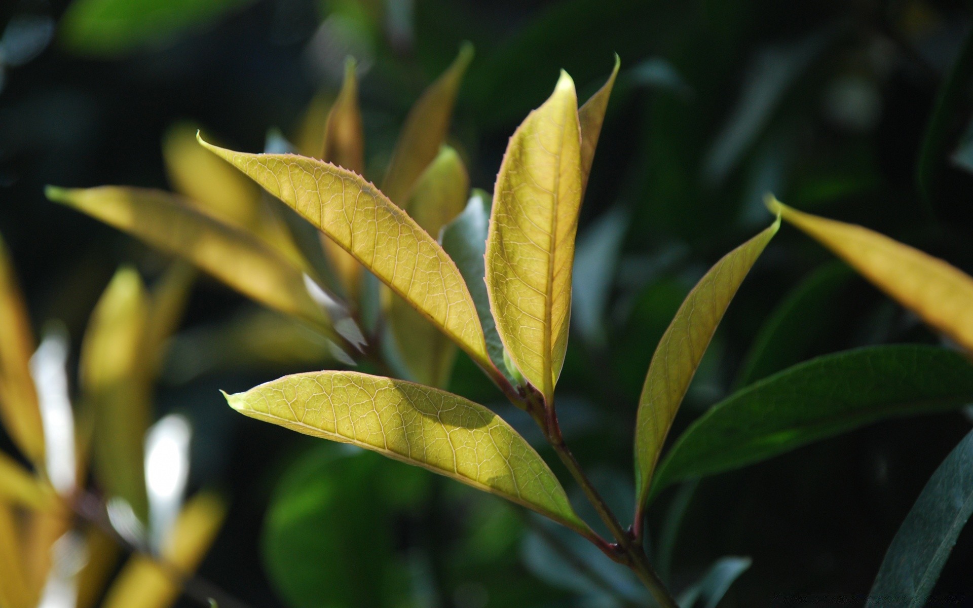 macro leaf nature flora growth outdoors summer tree lush garden tropical health