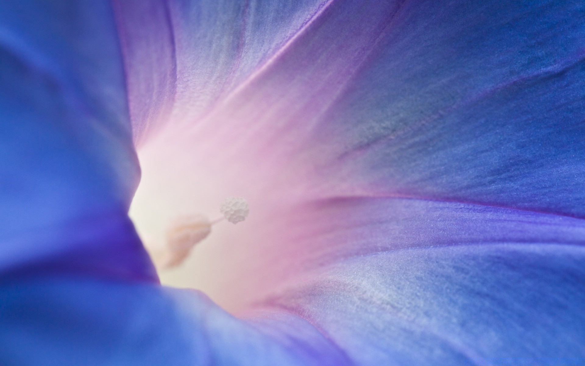 macro flower nature color abstract bright summer flora blur petal art delicate leaf violet