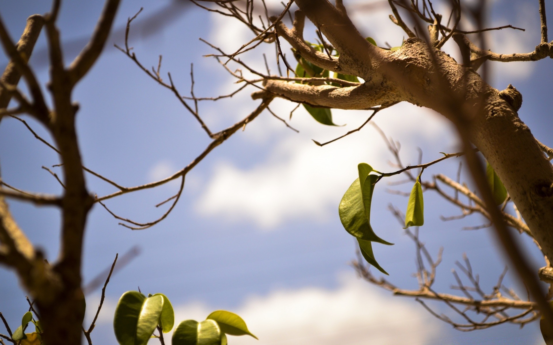 macro tree branch nature wood leaf outdoors flora color environment