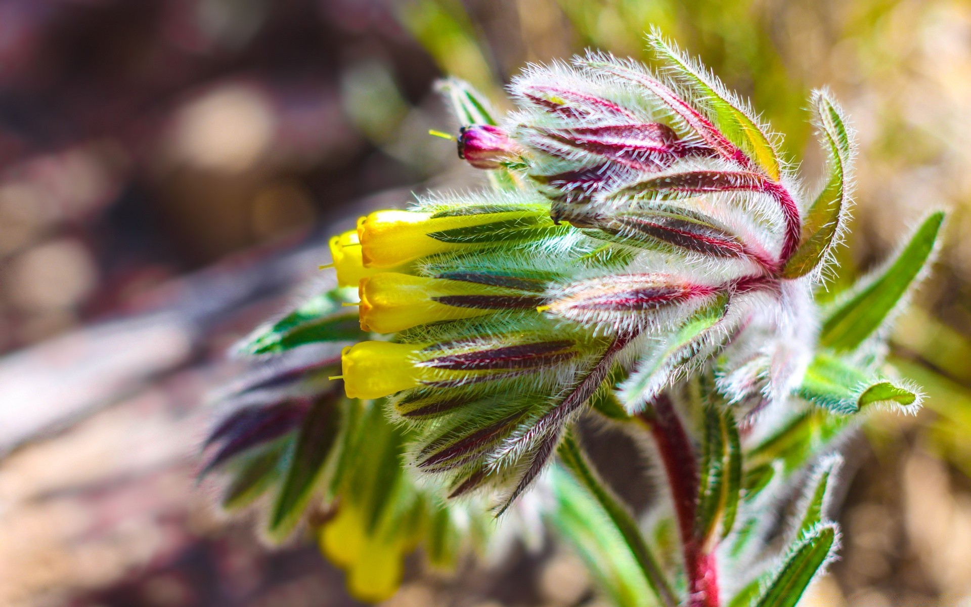 macro nature flora flower close-up color leaf season summer garden floral wild decoration outdoors bright