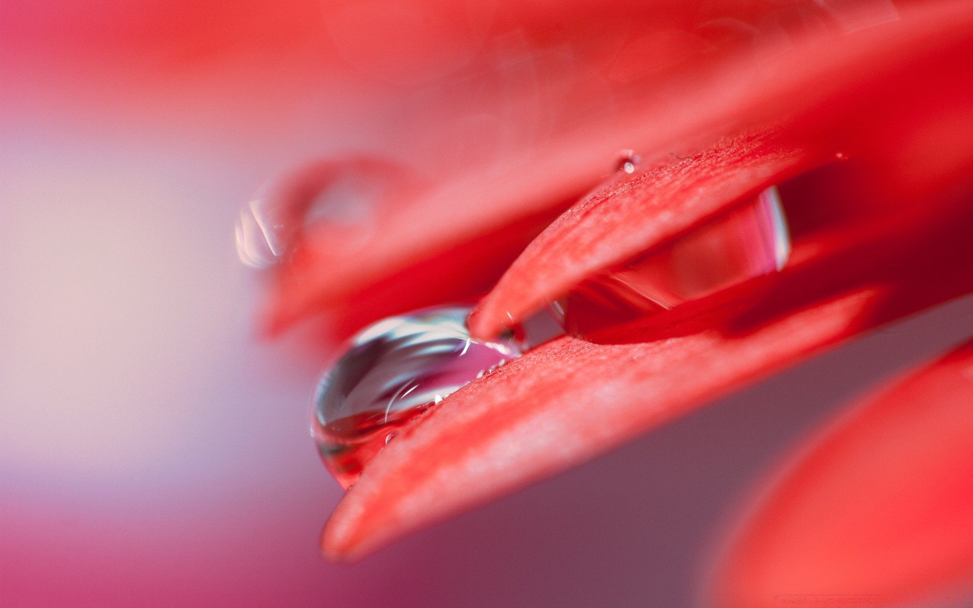 macro drop color close-up sharp art still life flower bright desktop love