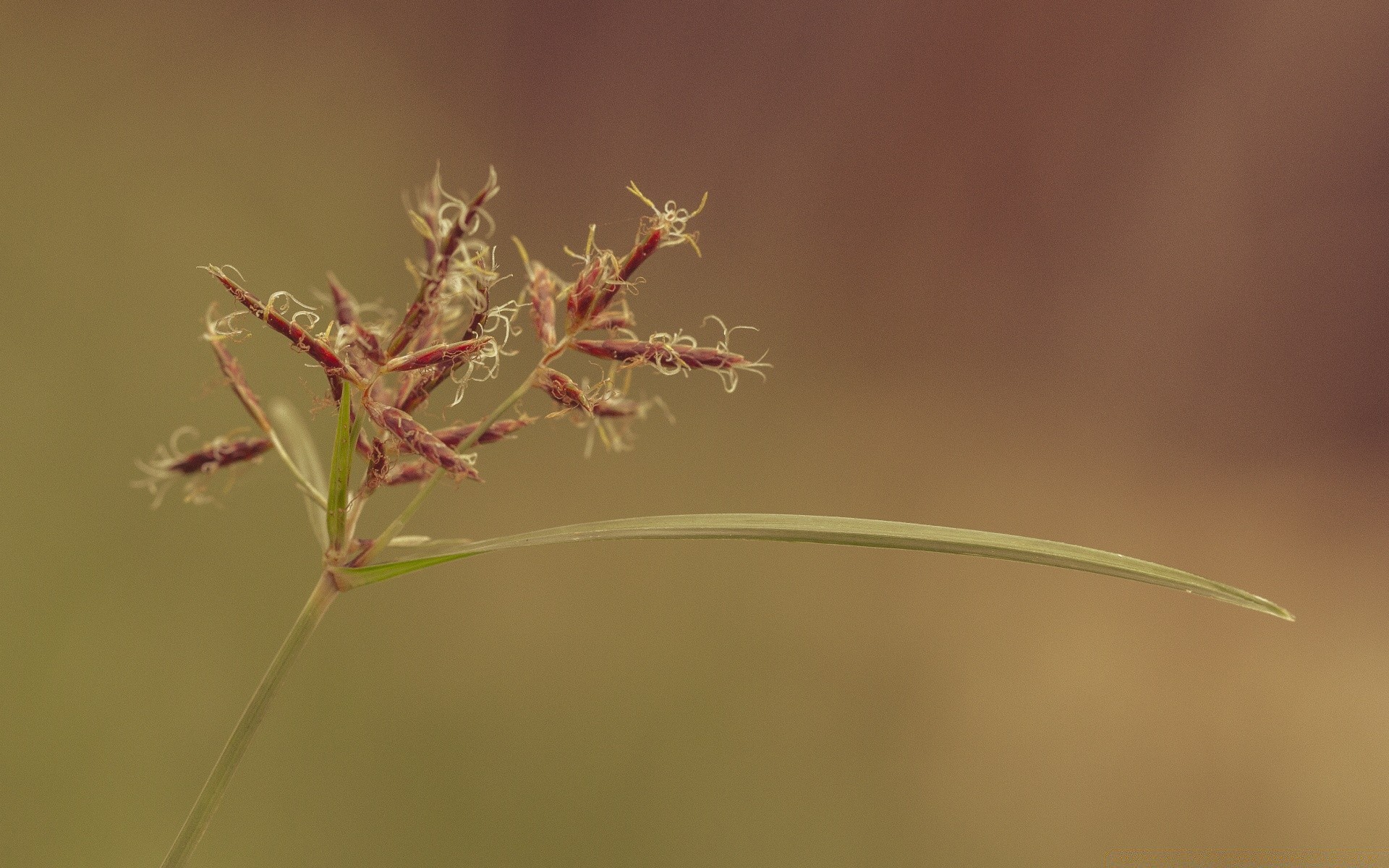 macro leaf flora nature flower blur grass growth outdoors insect summer delicate