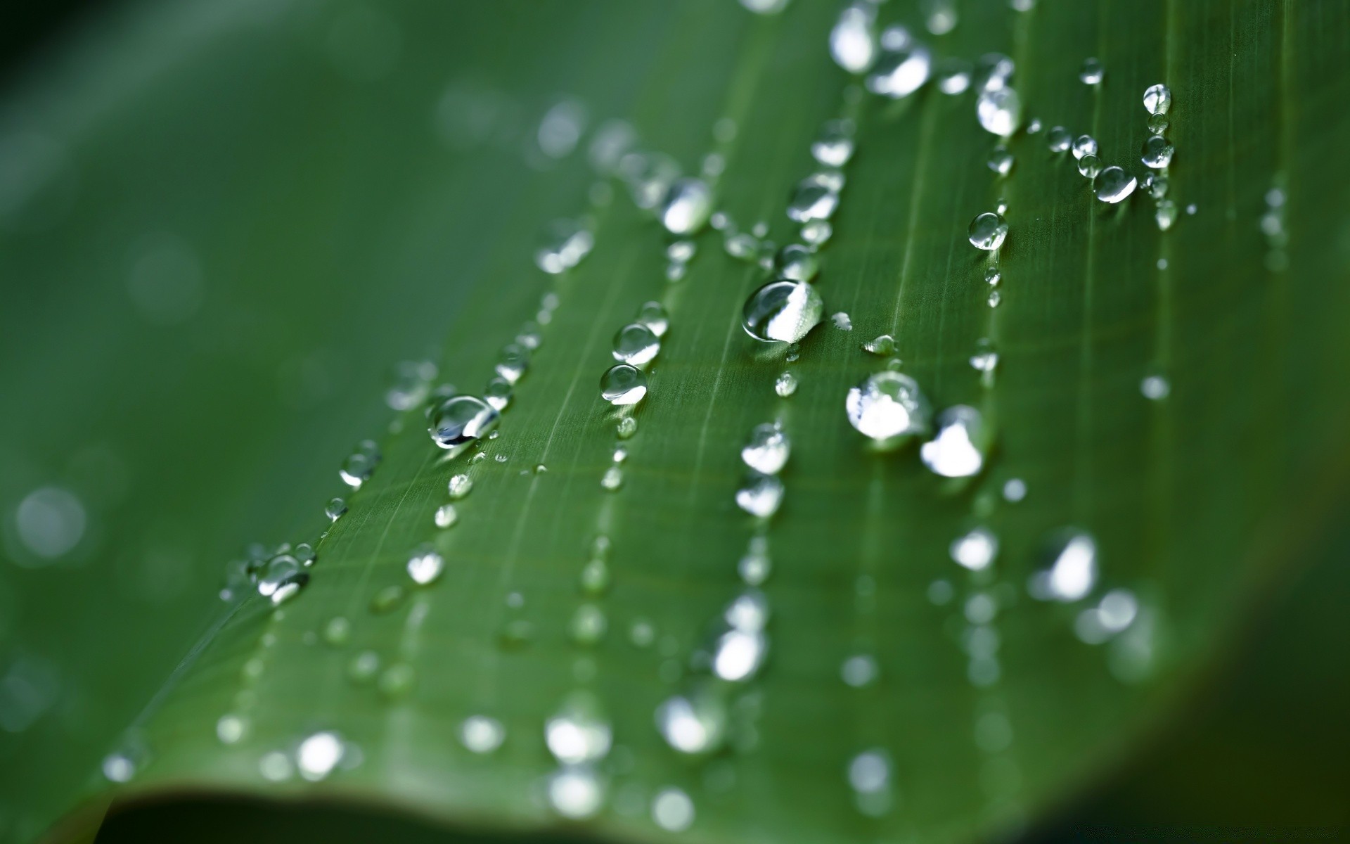 macro dew drop rain droplet wet spider waterdrop water spiderweb leaf purity dewy raindrop flora garden nature liquid cobweb