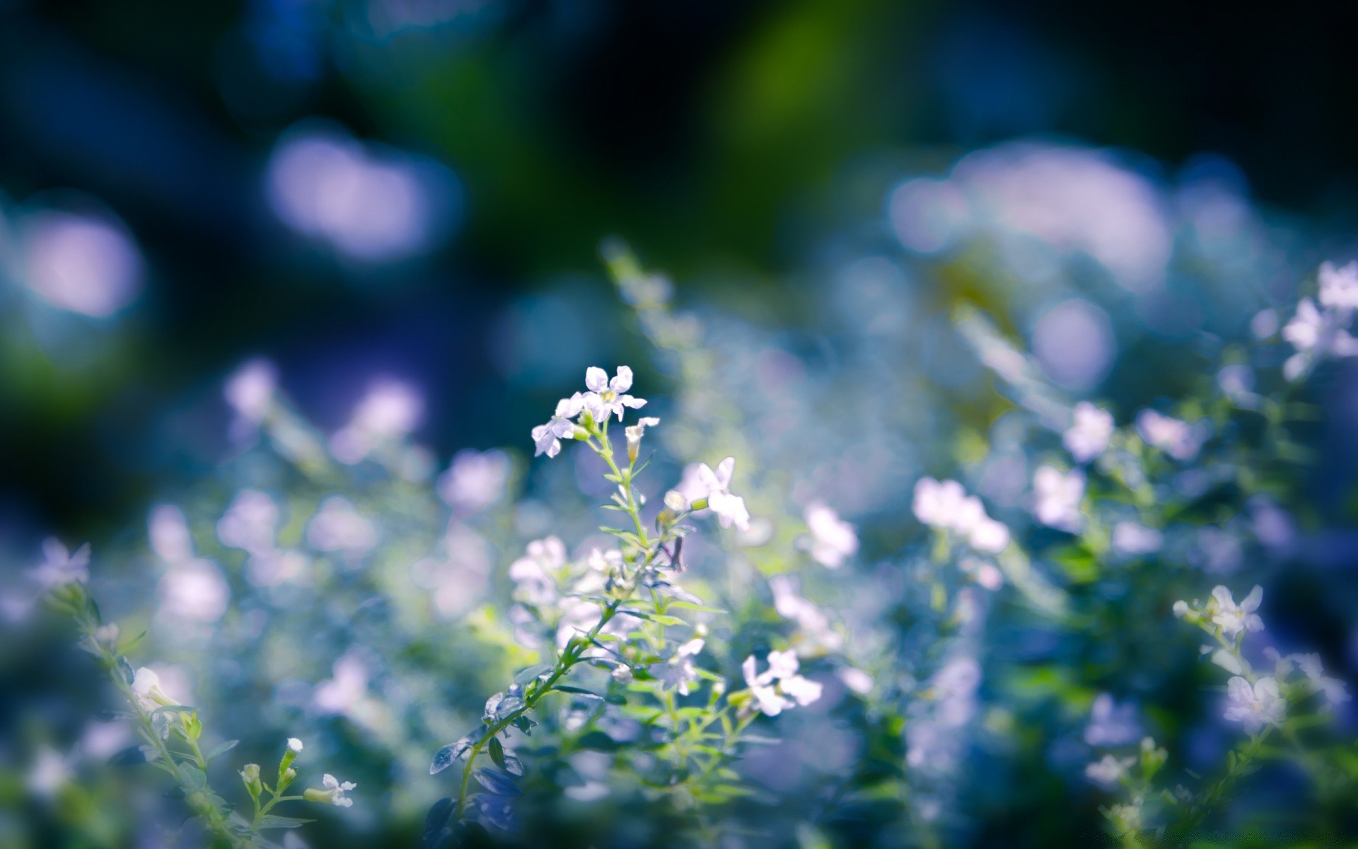 macro flower nature flora leaf summer blur growth grass hayfield garden outdoors fair weather bright field sun season blooming