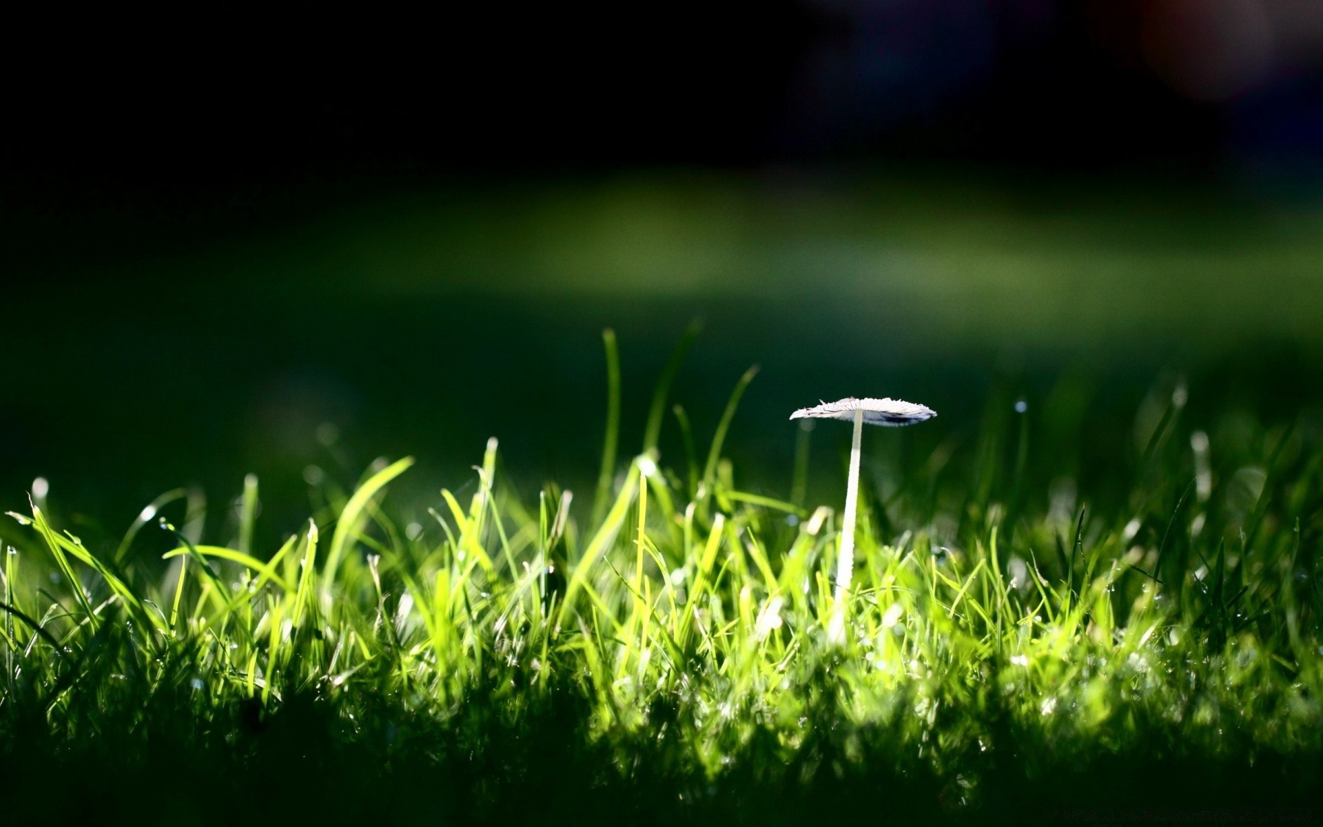 macro grass lawn growth leaf nature garden flora summer hayfield field golf sun lush blade dew dawn blur
