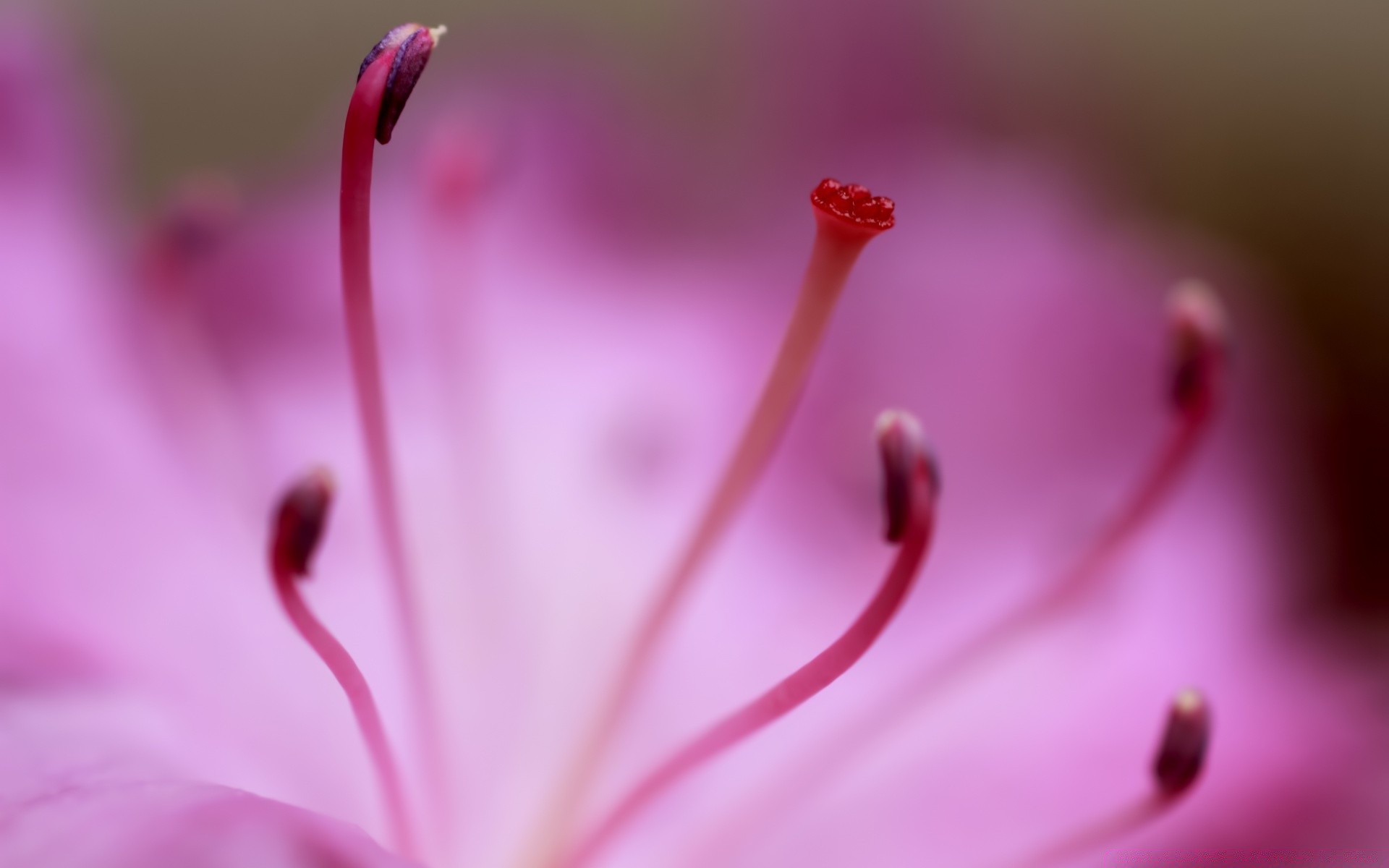 macro flower nature summer flora garden leaf close-up color blur bright dof insect petal biology delicate beautiful rain