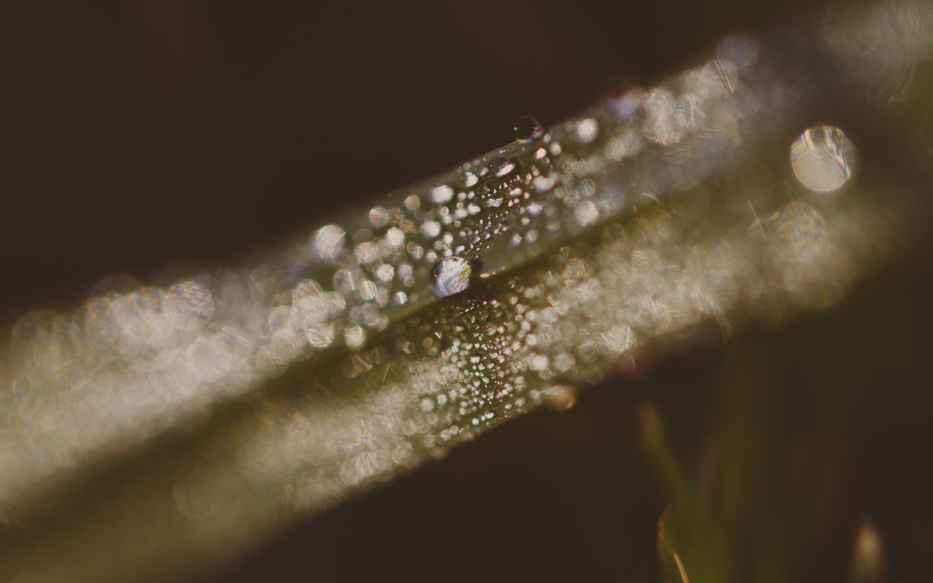macro water rain drop nature dew blur shining leaf wet growth droplet outdoors purity
