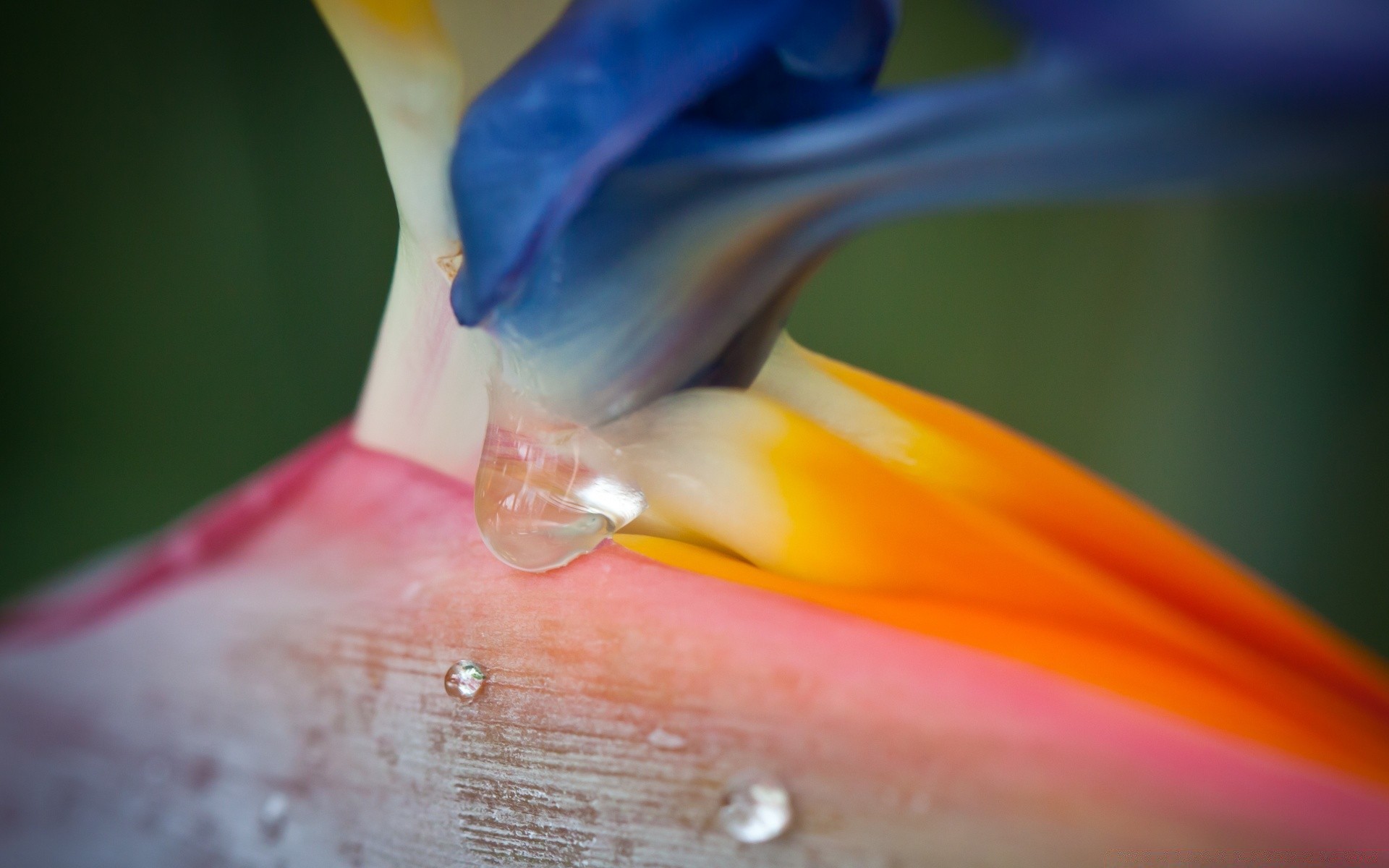 macro color close-up blur flower bright
