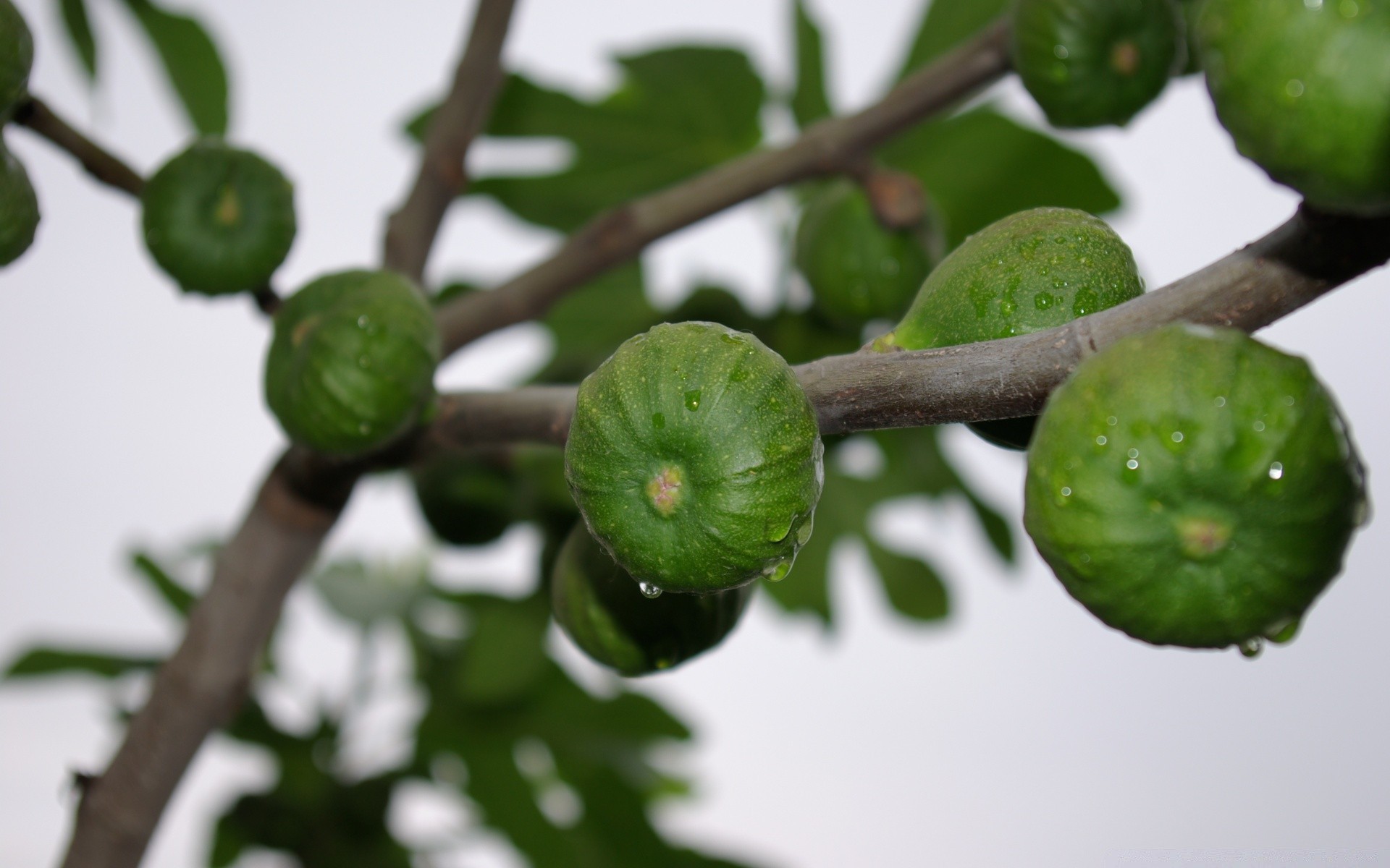 macro fruit nature leaf food tree branch flora garden agriculture grow close-up growth color freshness pasture