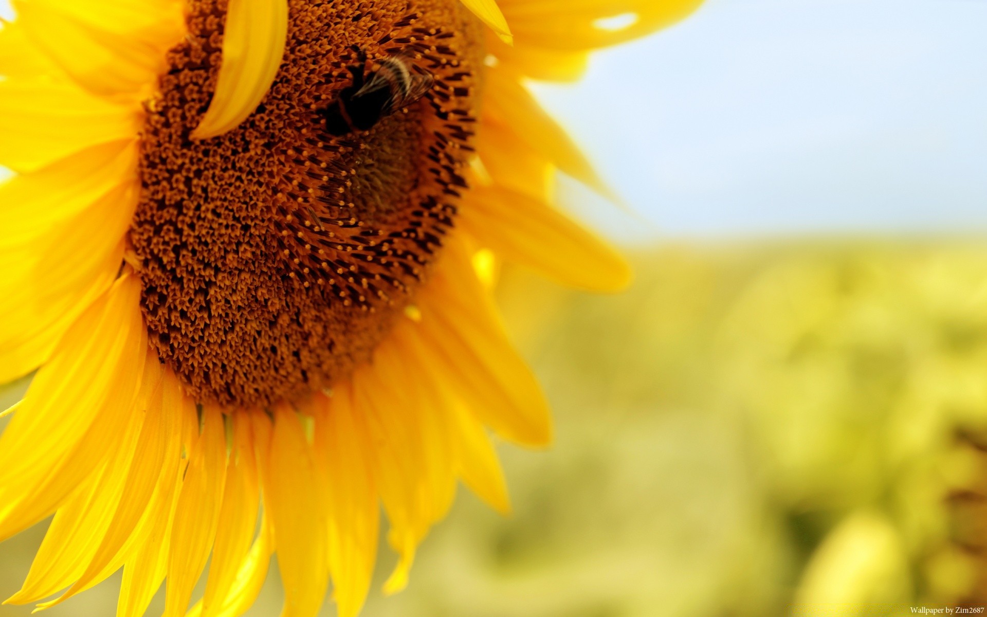 macro nature summer flower sunflower flora bright growth pollen leaf outdoors fair weather rural garden sun close-up
