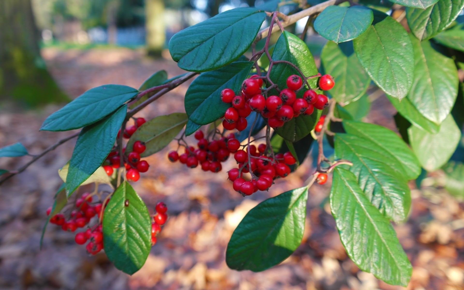 macro leaf nature berry fruit tree summer shrub pasture branch wild food outdoors