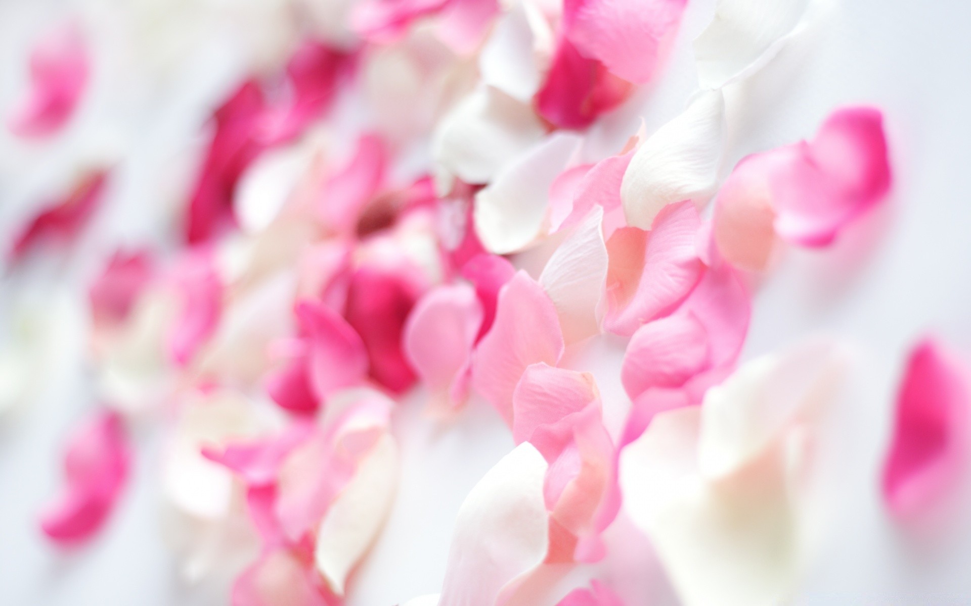 macro bright romance color wedding love abstract flower
