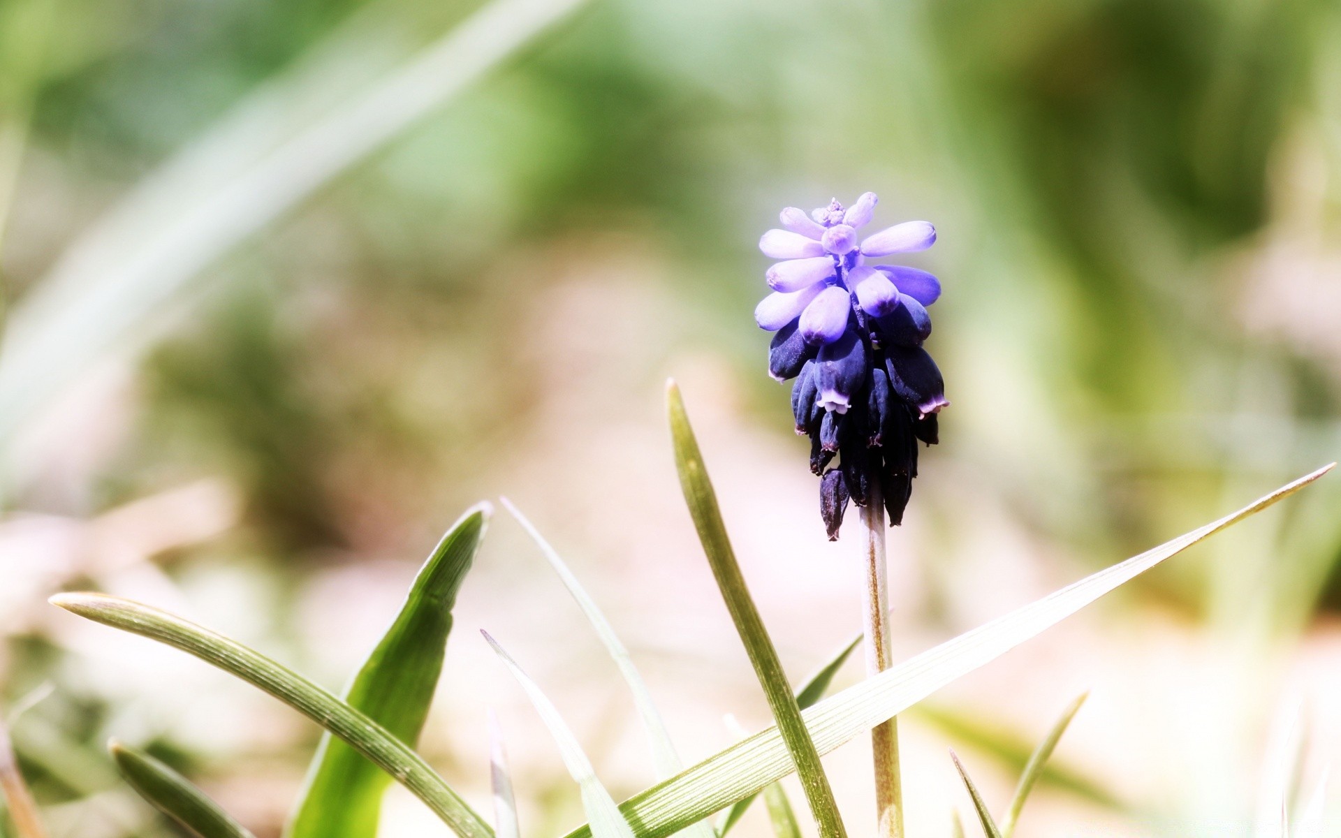 macro nature leaf flora flower summer grass garden outdoors close-up blur wild growth