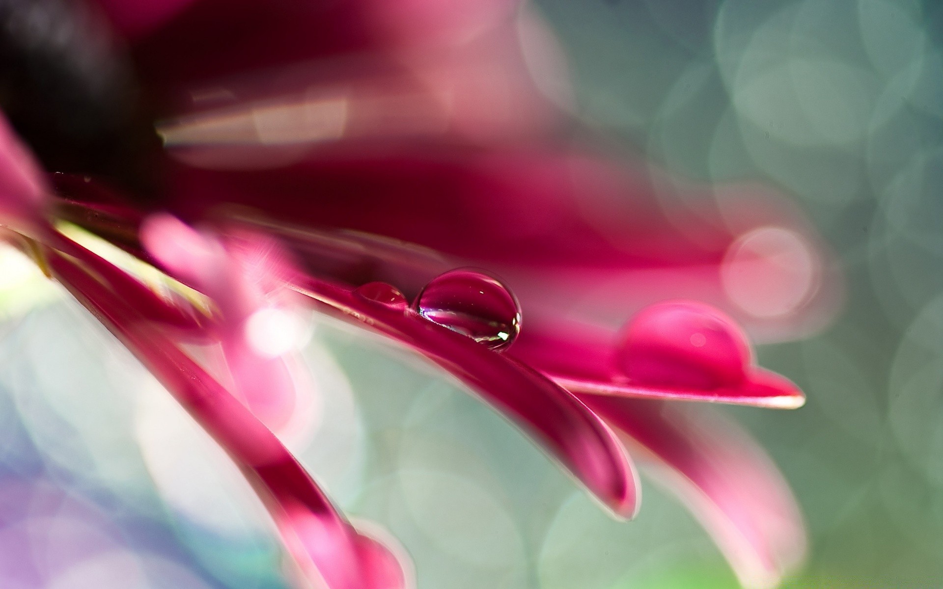 macro flower color beautiful desktop flora blur nature abstract garden bright petal summer