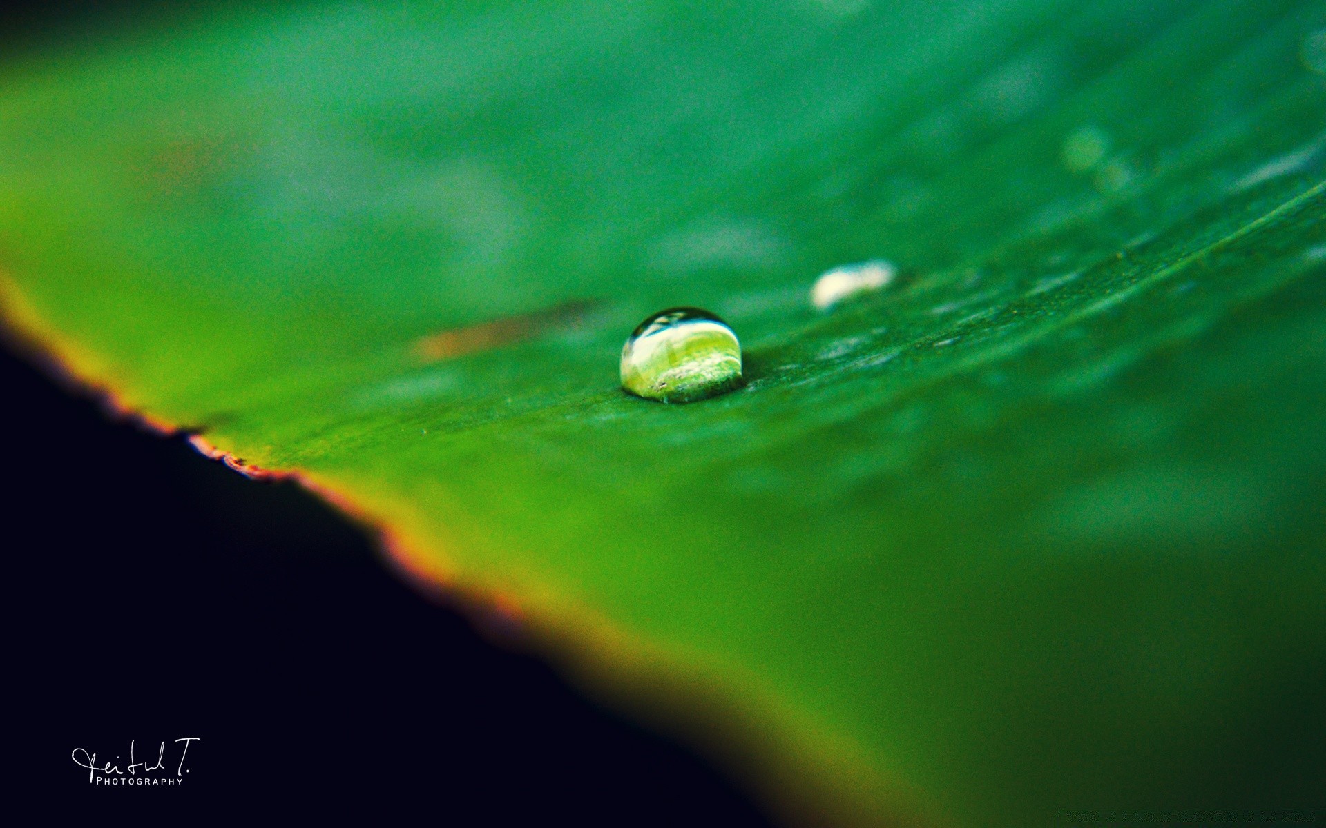 macro rain dew leaf water wet drop droplet nature growth raindrop purity flora blur ecology outdoors bright