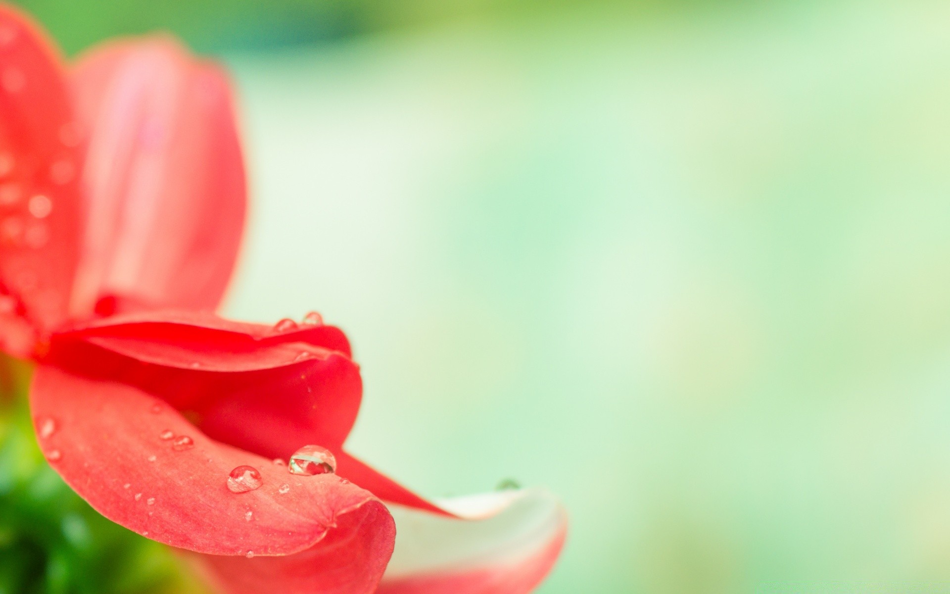 macro nature summer flower leaf bright blur flora growth garden outdoors dof rain elegant delicate