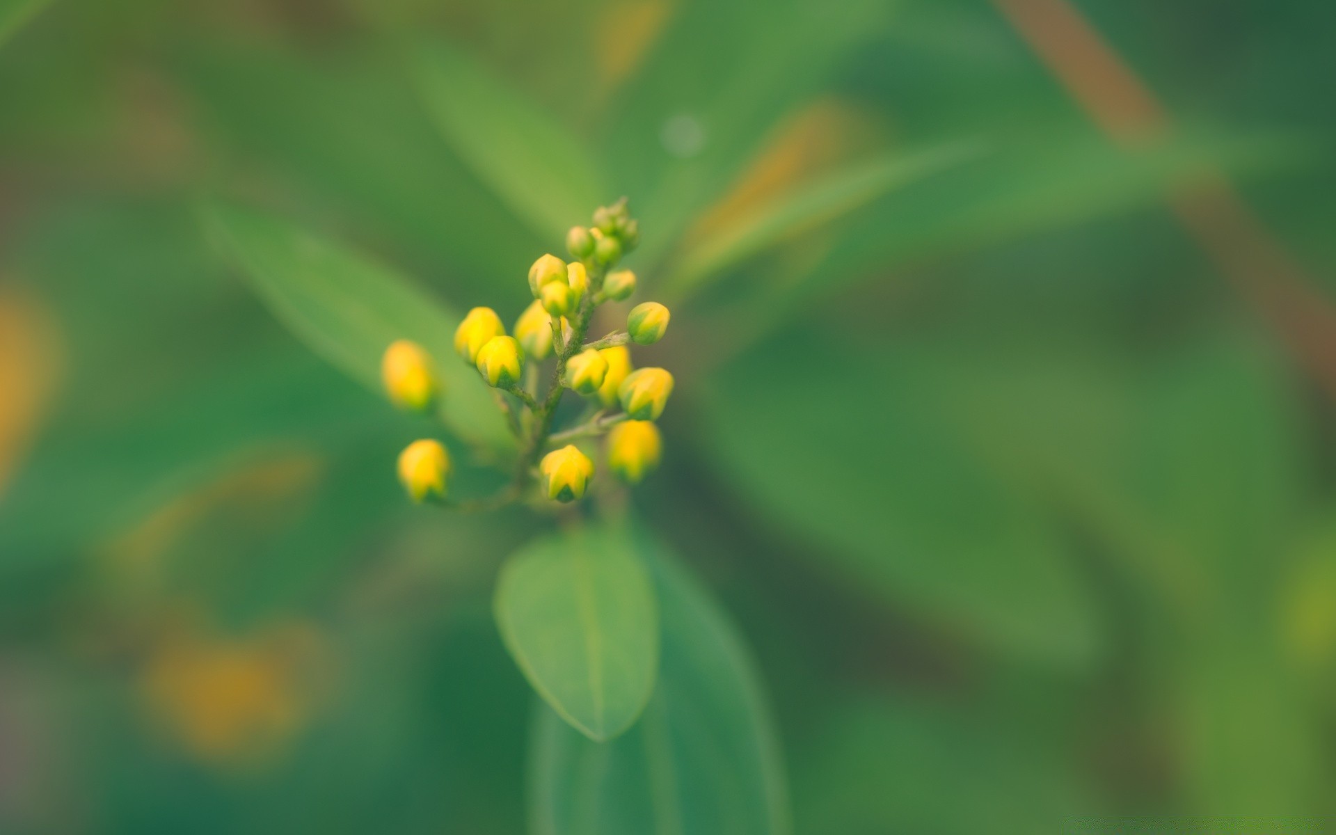 macro leaf nature flora growth summer blur bright grass outdoors little garden flower
