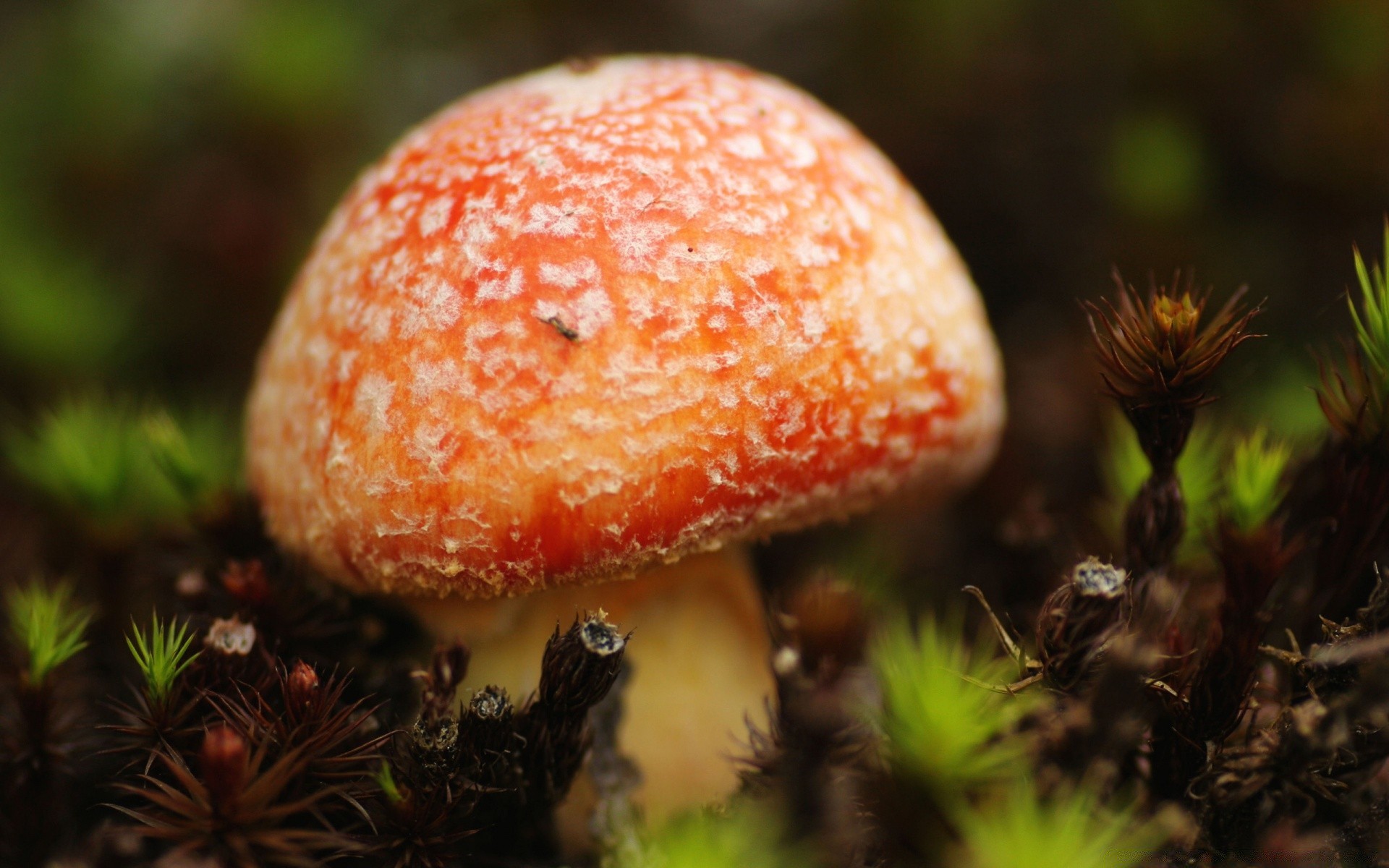 macro fungus mushroom nature fall food toadstool leaf season outdoors close-up wood edible flora moss growth