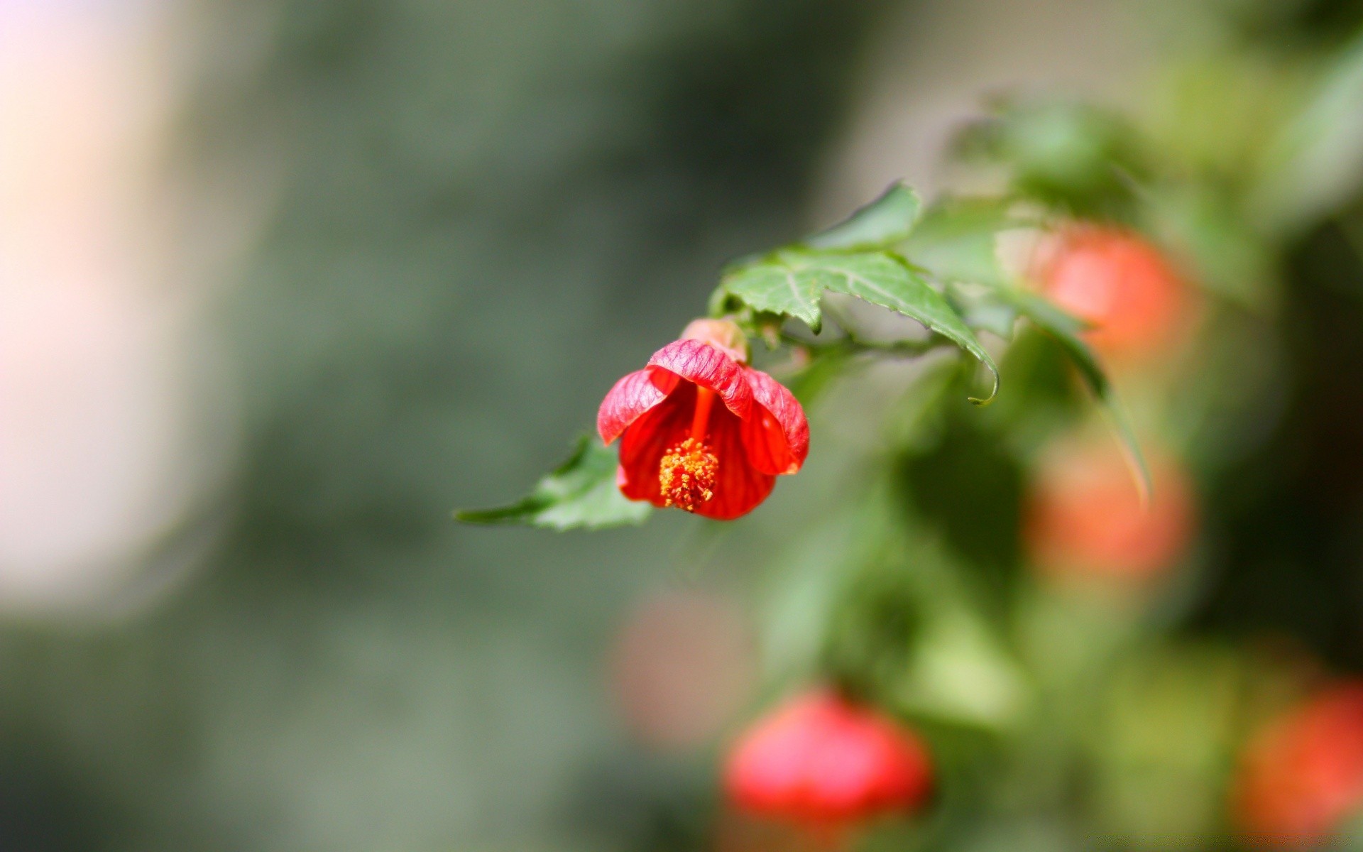 macro nature leaf flower garden blur flora outdoors summer food tree color