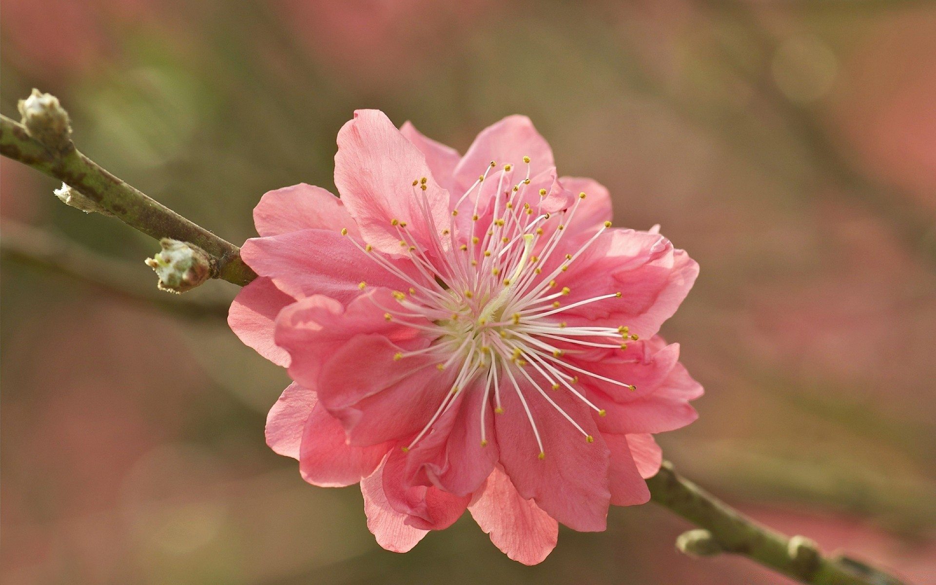 macro flower nature flora garden leaf petal outdoors floral delicate blooming summer branch tree growth cherry color bud