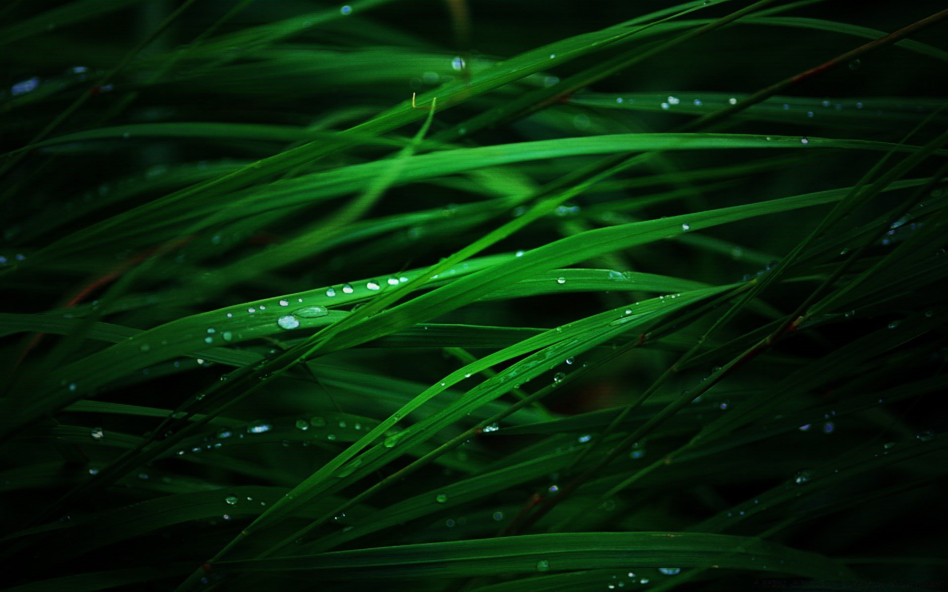 macro flora leaf growth dew grass nature lush rain lawn garden blade drop environment color freshness wet droplet desktop raindrop