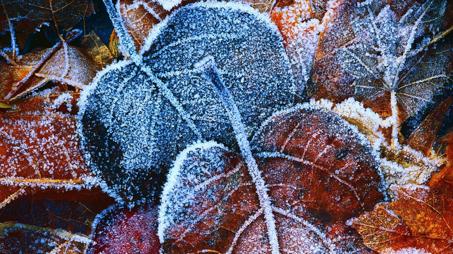 macro desktop pattern winter nature color christmas texture decoration close-up abstract tree season frost