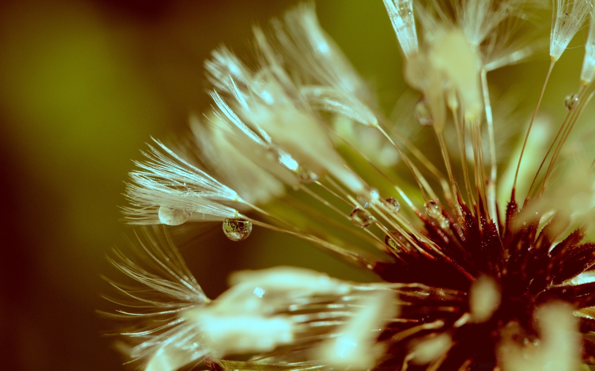 macro blur nature flower summer bright outdoors light leaf