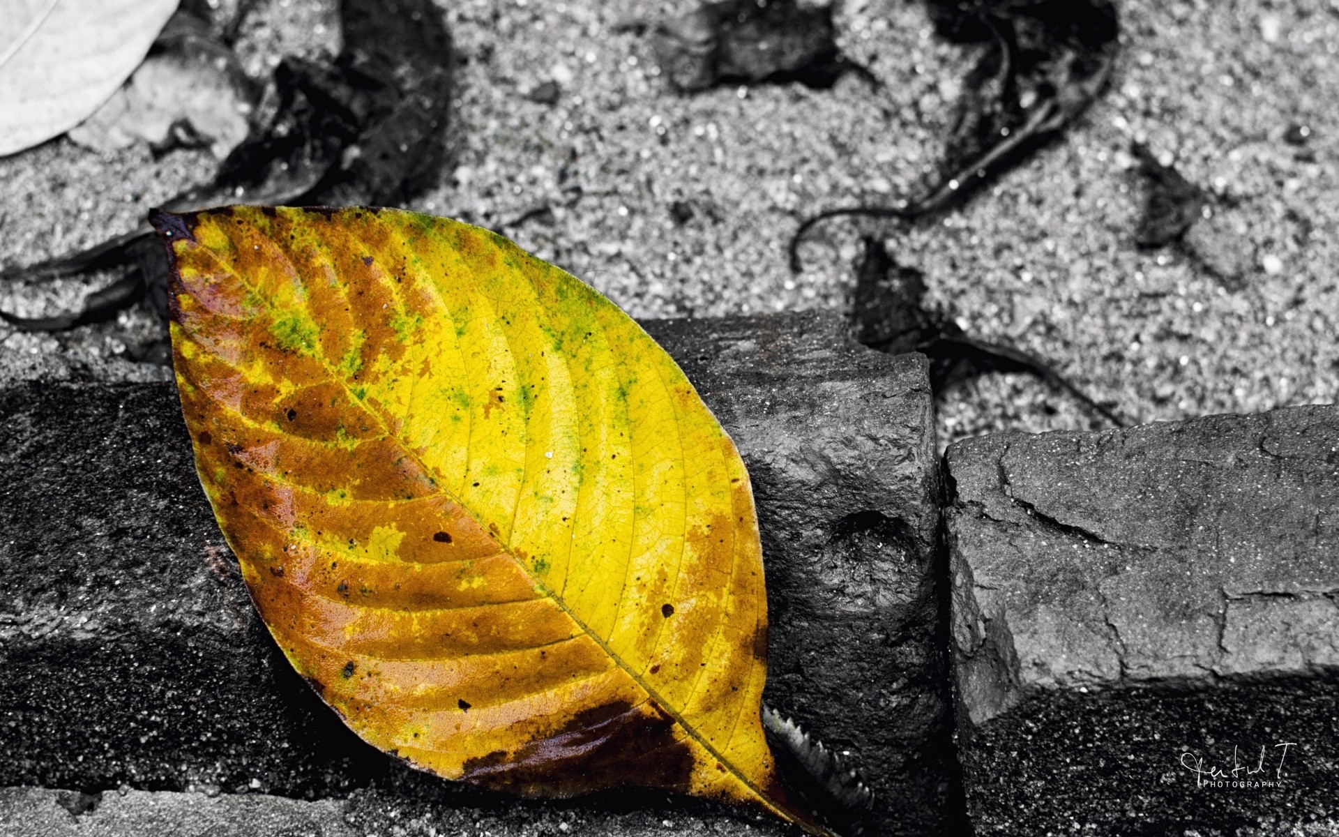 macro nature leaf desktop flora fall outdoors pattern texture tree wood environment close-up season ground color abstract old park change