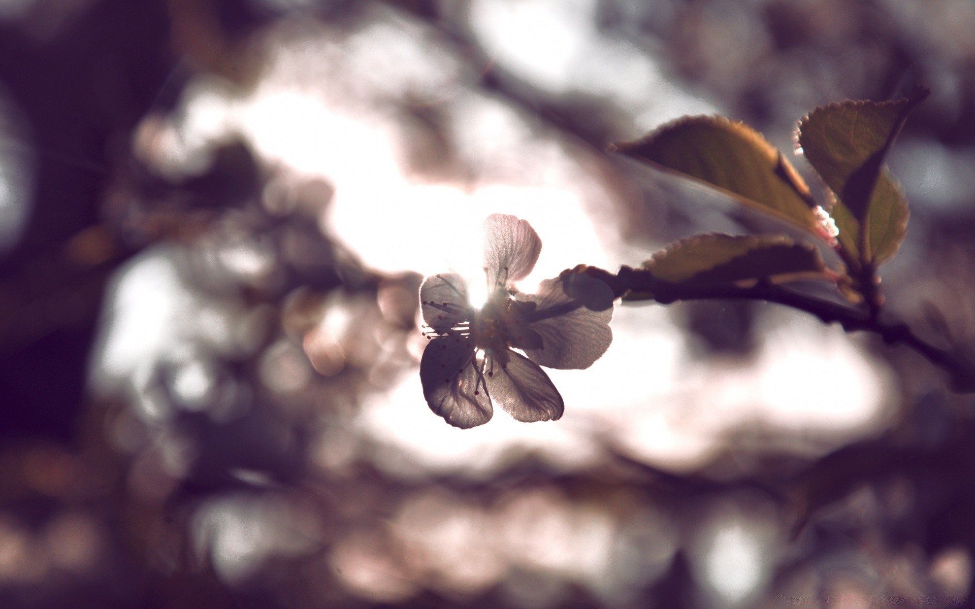macro blur tree nature fall leaf flower branch light outdoors flora fruit winter wood