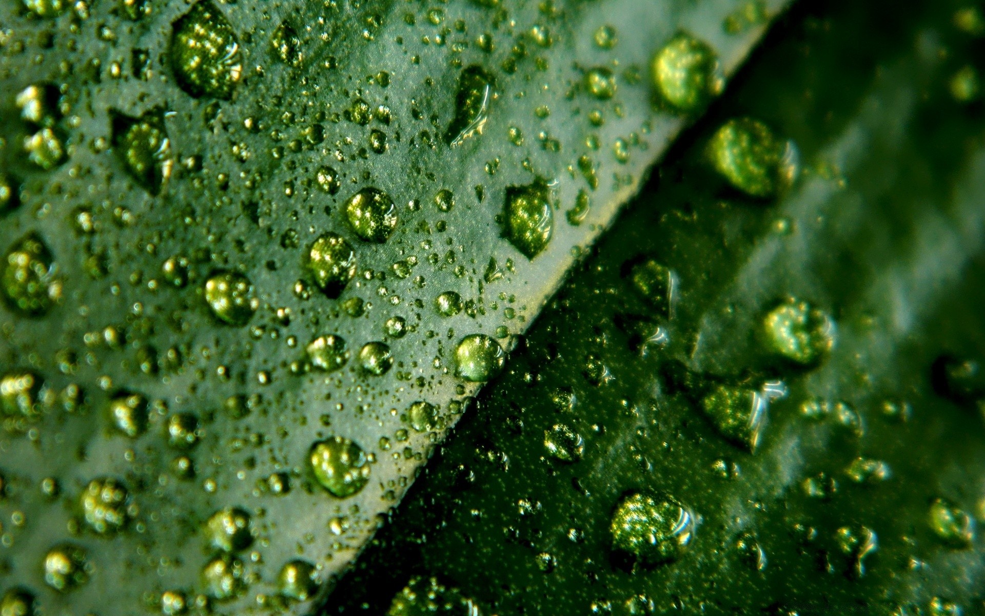 macro rain drop dew wet droplet water clean turquoise purity liquid bubble clear freshness splash raindrop growth flora leaf