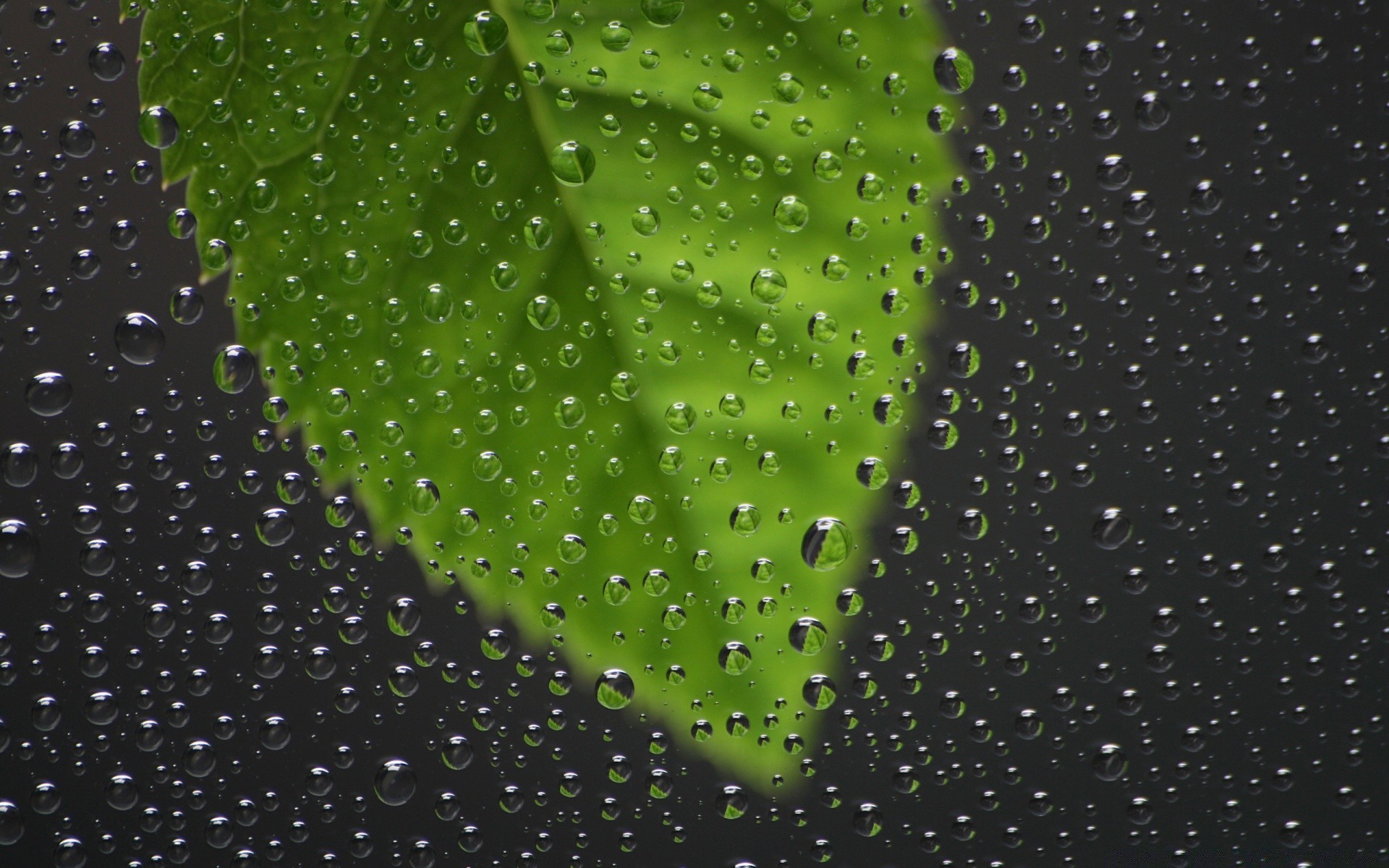 macro rain dew abstract drop wet water droplet light texture raindrop pattern shining art desktop liquid wallpaper illustration color clean turquoise