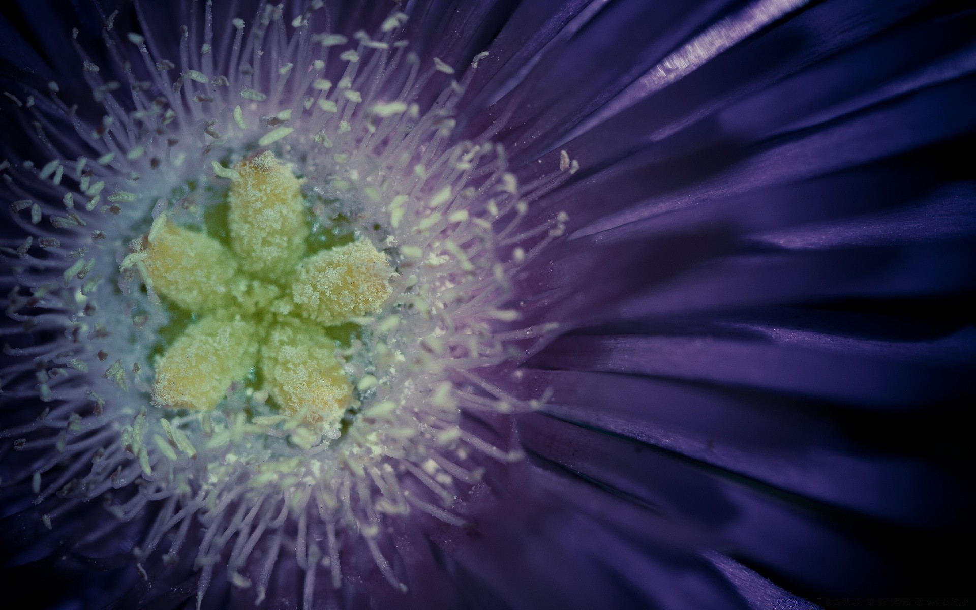 macro nature flower flora desktop color abstract bright garden beautiful water summer